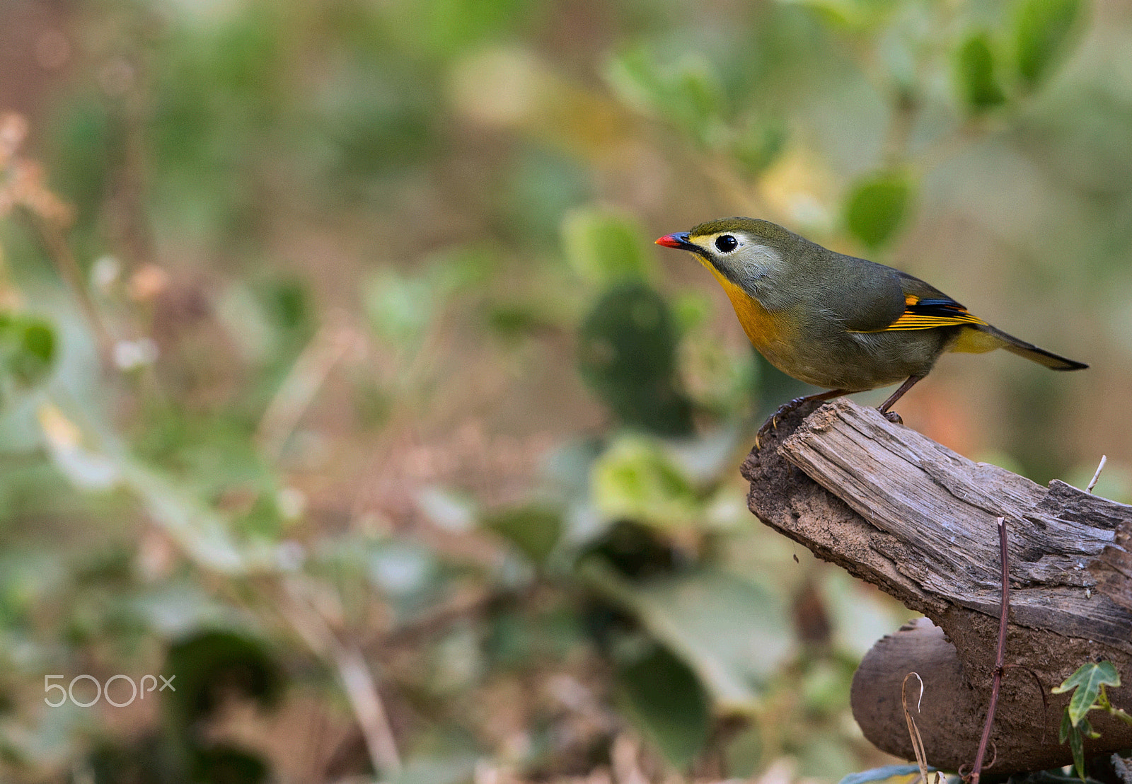 Canon EF 500mm F4L IS II USM sample photo. Red billed leiothrix photography
