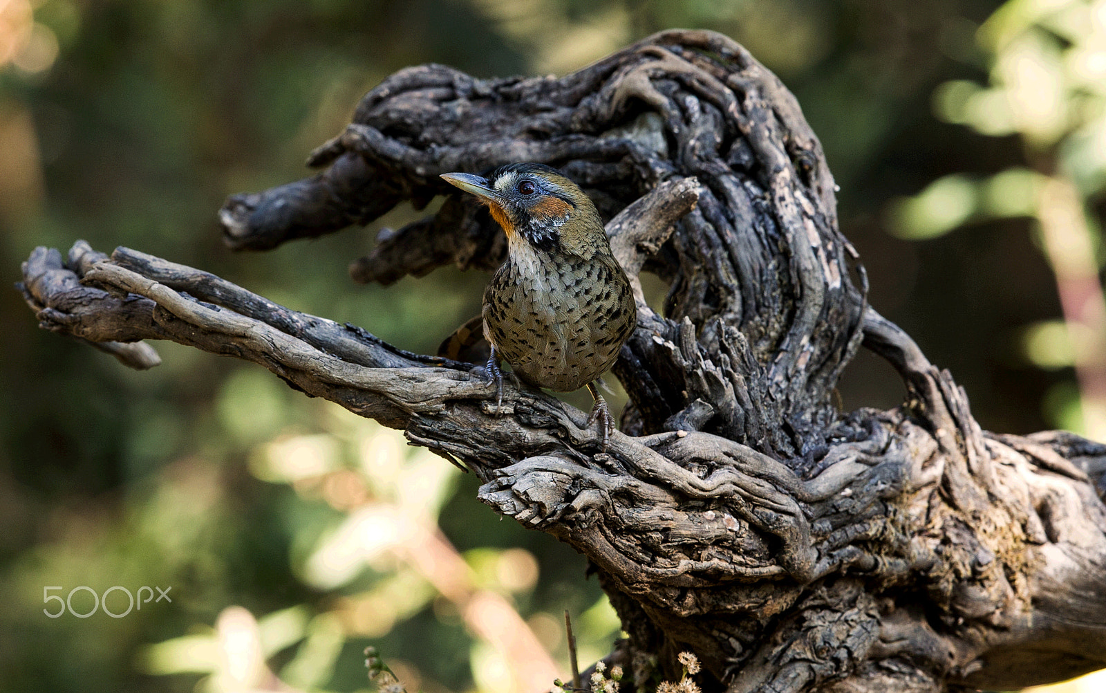 Canon EF 500mm F4L IS II USM sample photo. Rufous chinned laughing thrush photography