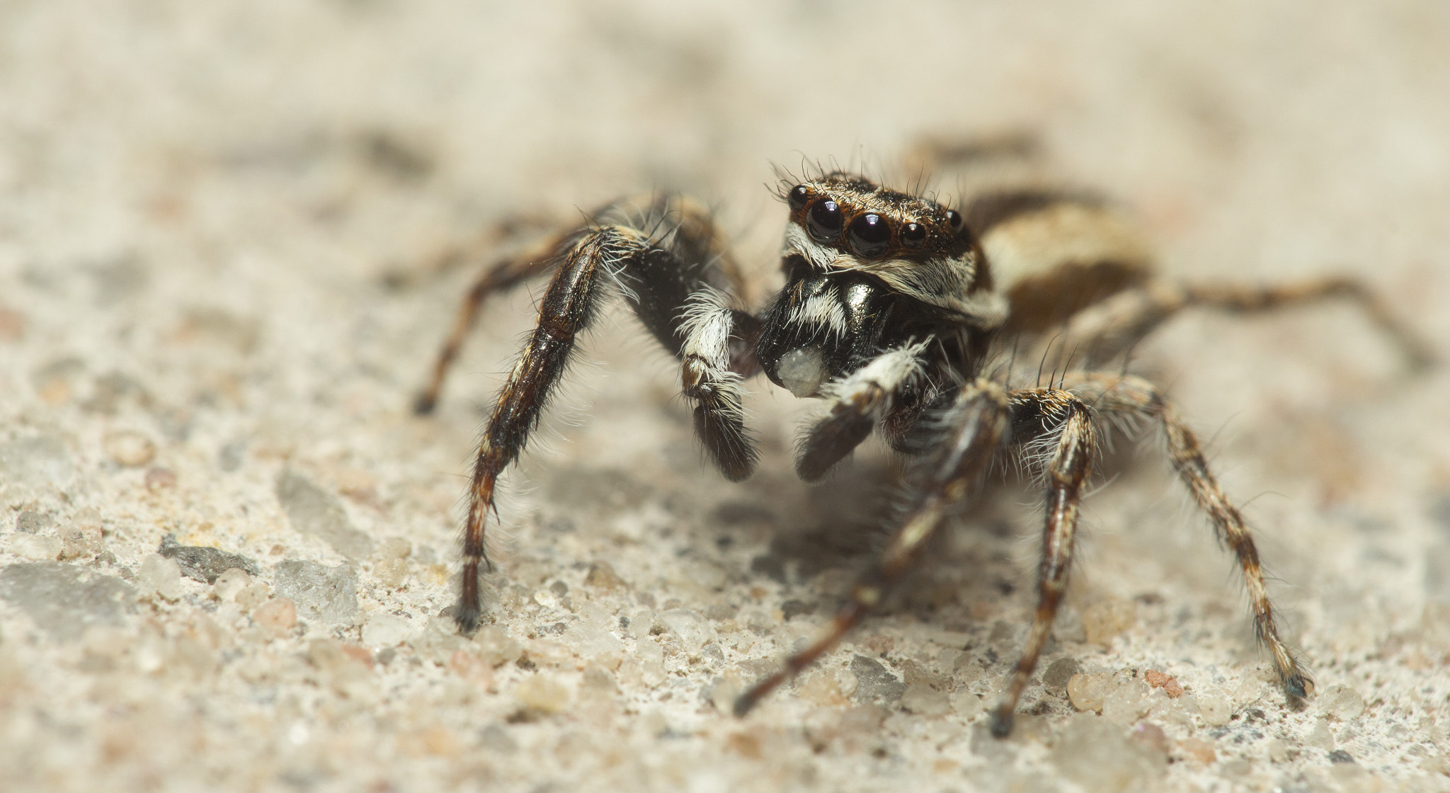 Canon EOS 650D (EOS Rebel T4i / EOS Kiss X6i) sample photo. Dust spider photography
