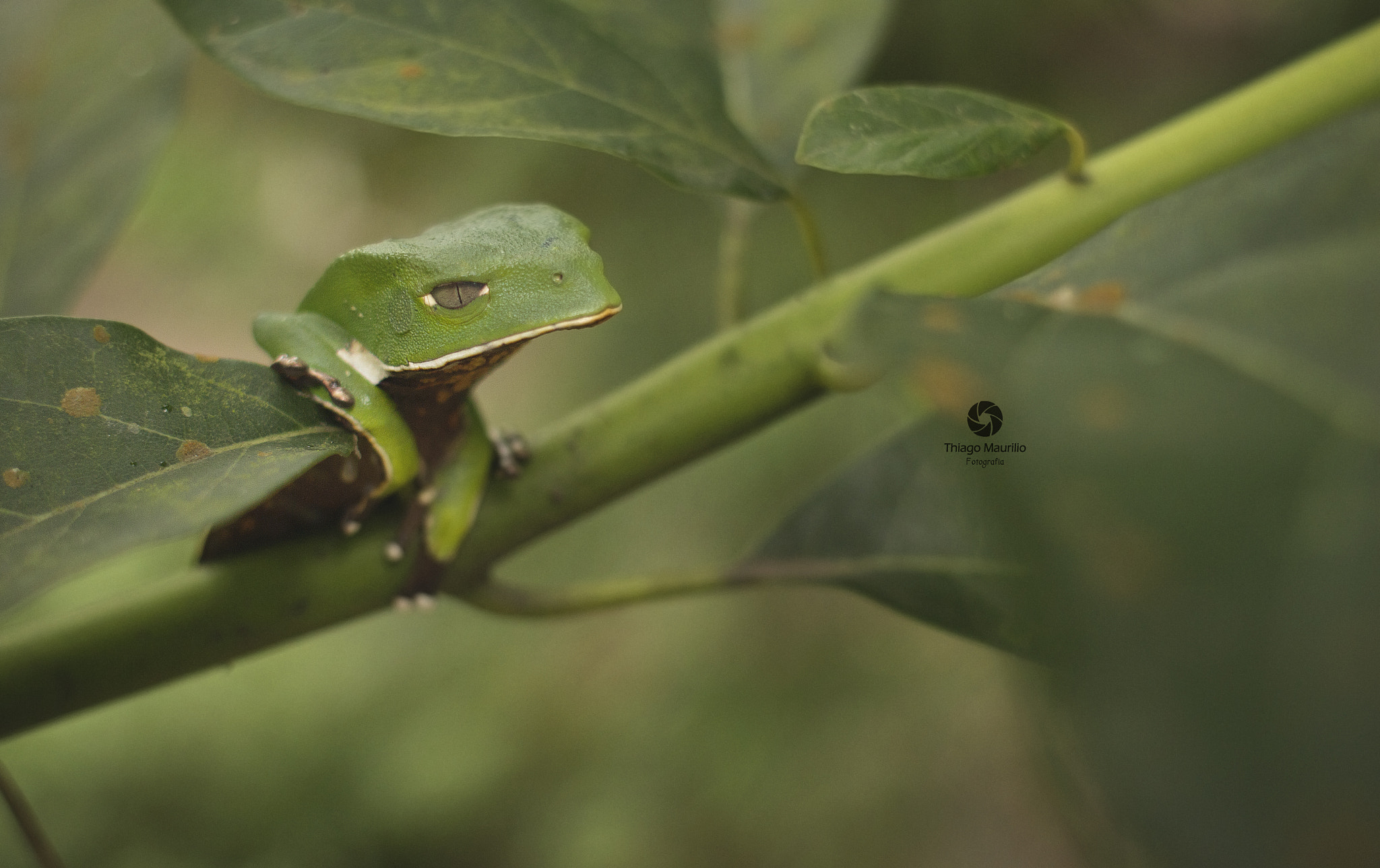 Canon EF 28mm F1.8 USM sample photo. The diferent frog photography