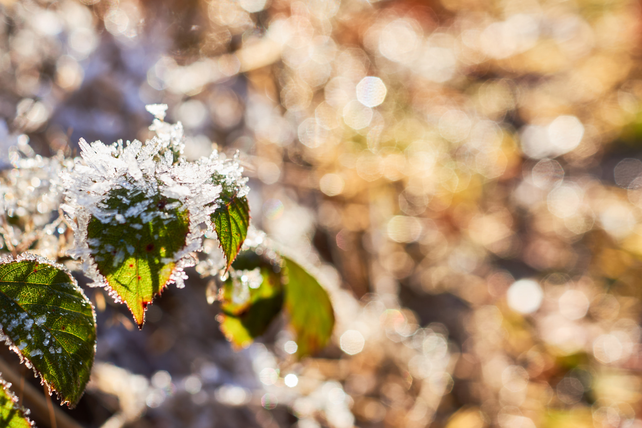 Sony SLT-A77 sample photo. Sparkle photography