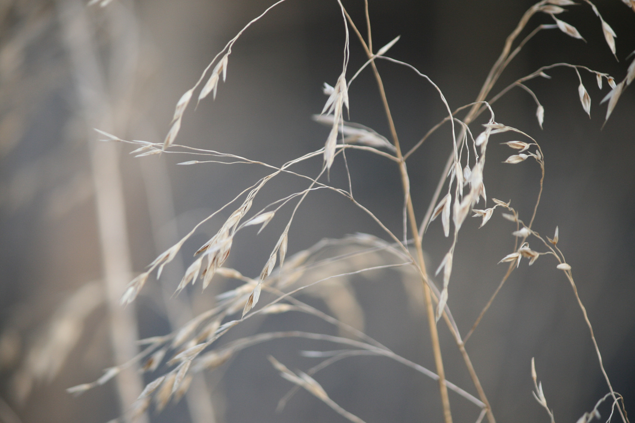 Canon EF-S 55-250mm F4-5.6 IS sample photo. Summer weeds photography