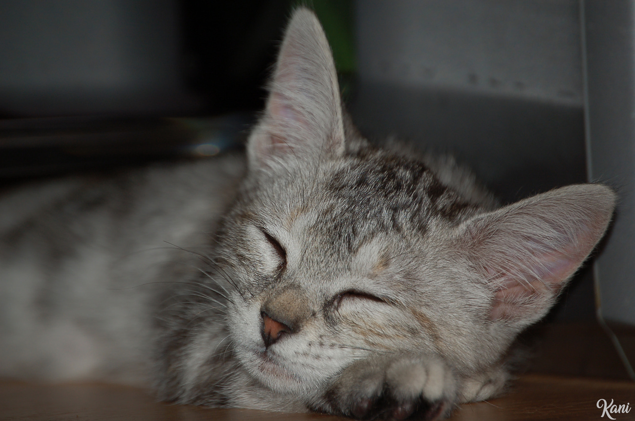 Nikon D50 sample photo. Xana photography