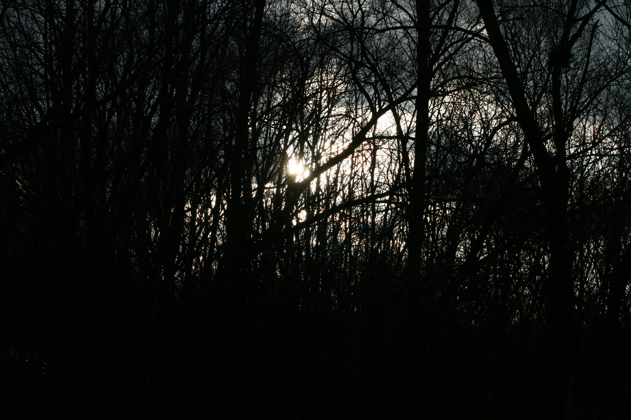 Canon EF-S 55-250mm F4-5.6 IS sample photo. Woodland photography