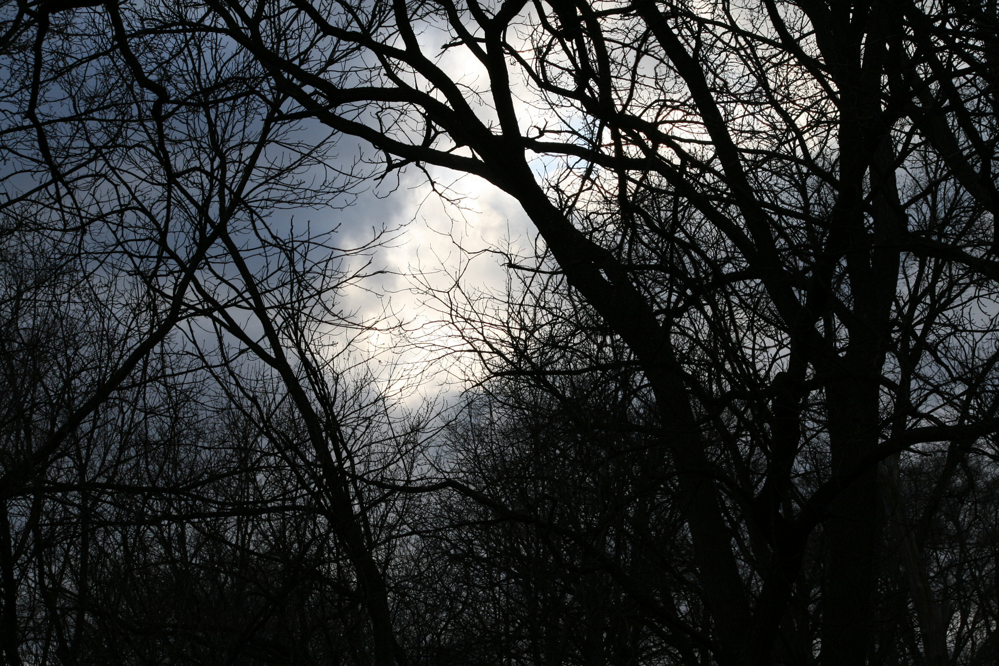 Canon EF-S 55-250mm F4-5.6 IS sample photo. Thicket photography
