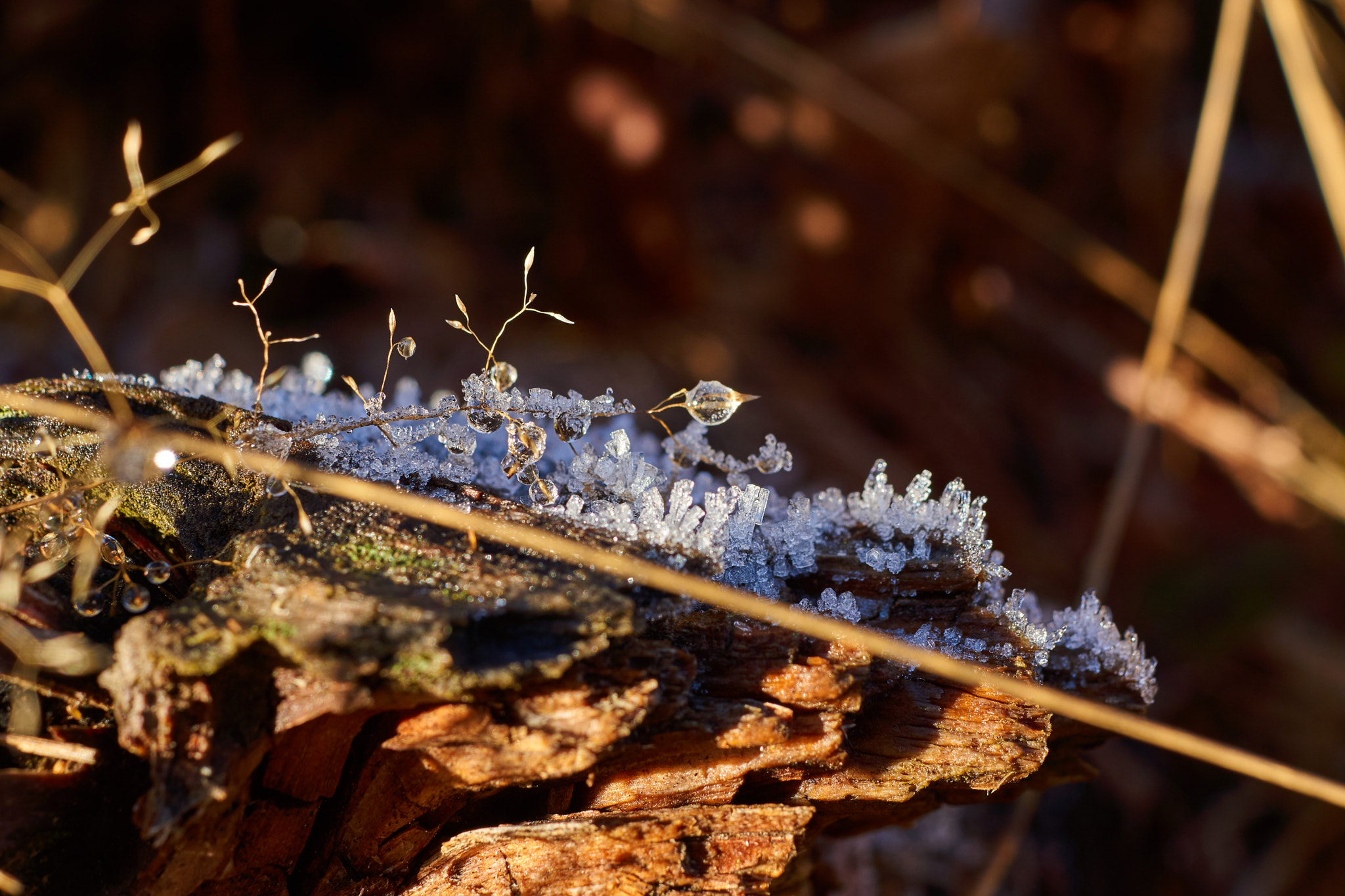 Sony SLT-A77 sample photo. Blade of grass photography