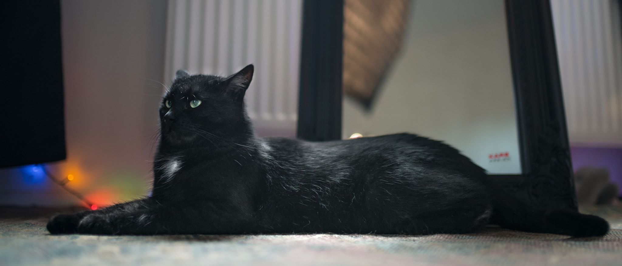 Sony a99 II sample photo. Atelier6 cat photography
