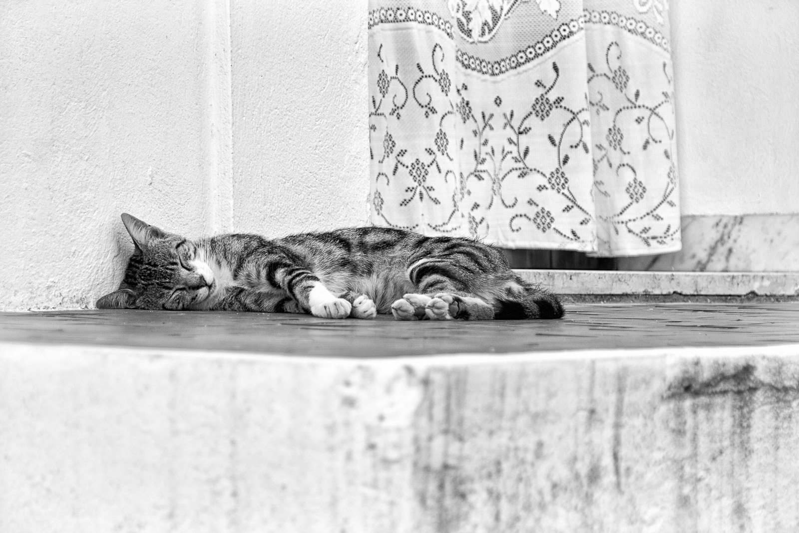 Canon EOS 400D (EOS Digital Rebel XTi / EOS Kiss Digital X) sample photo. Morpheus was a cat photography