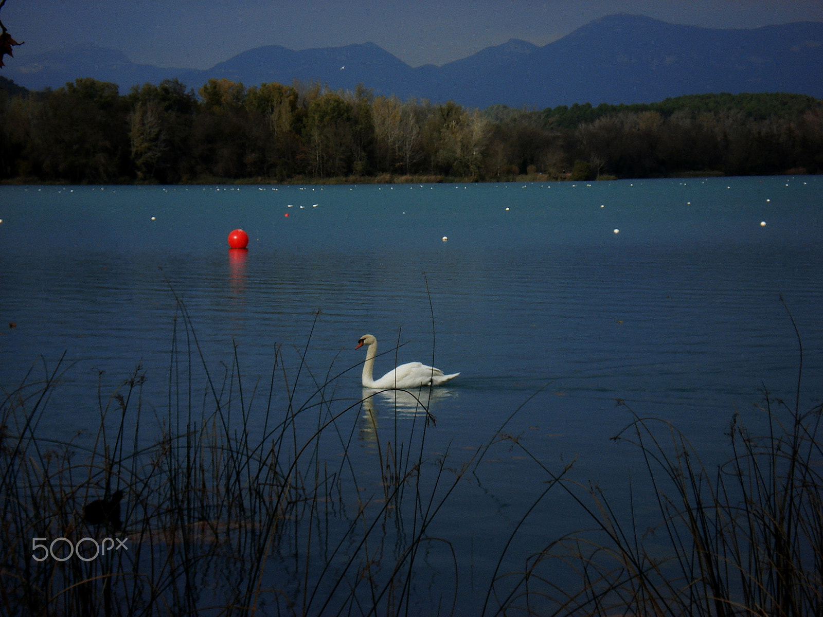 Sony DSC-W40 sample photo. El cigne a l'estany de banyoles photography