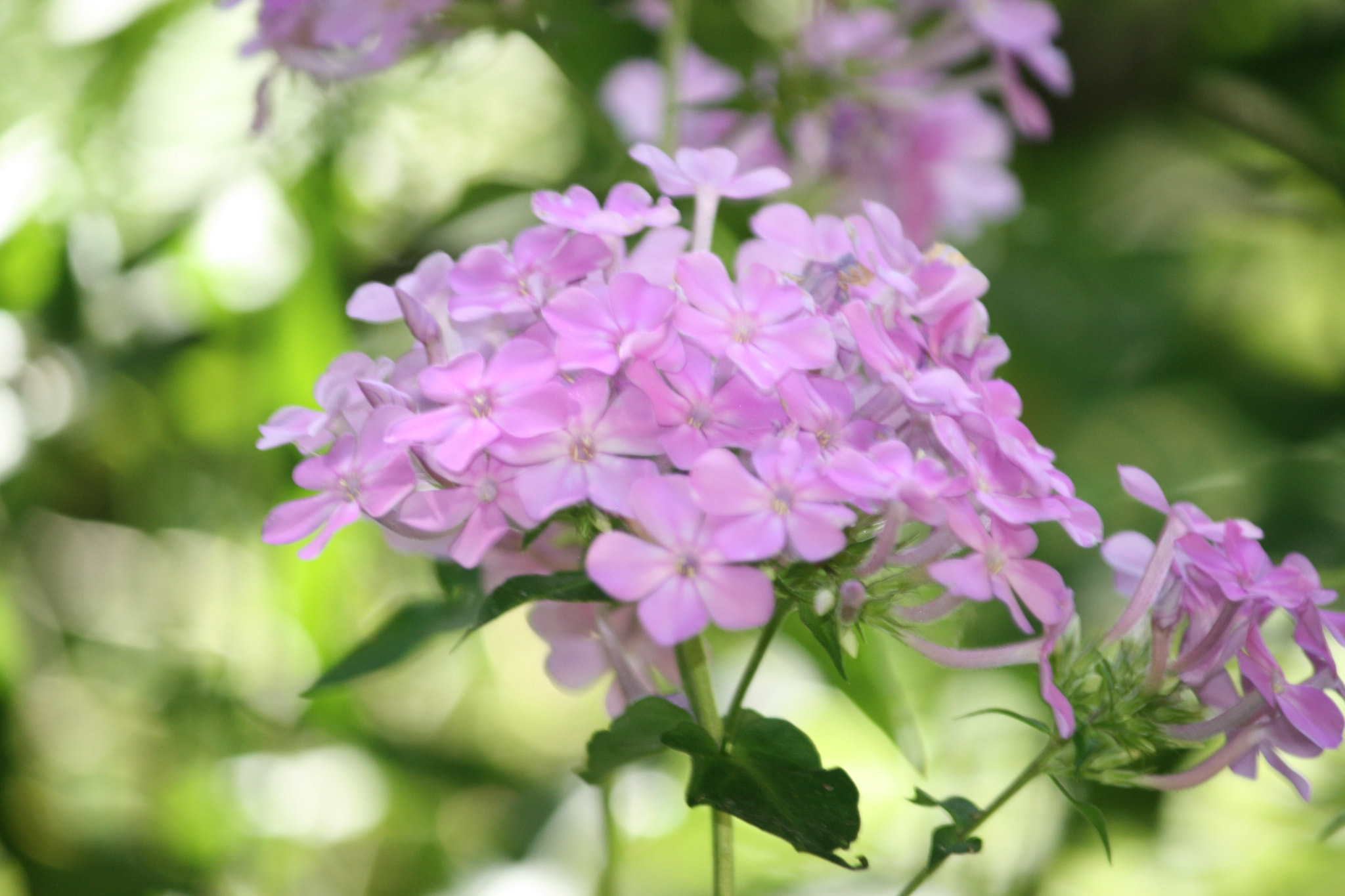 Canon EF-S 55-250mm F4-5.6 IS sample photo. A bunch photography