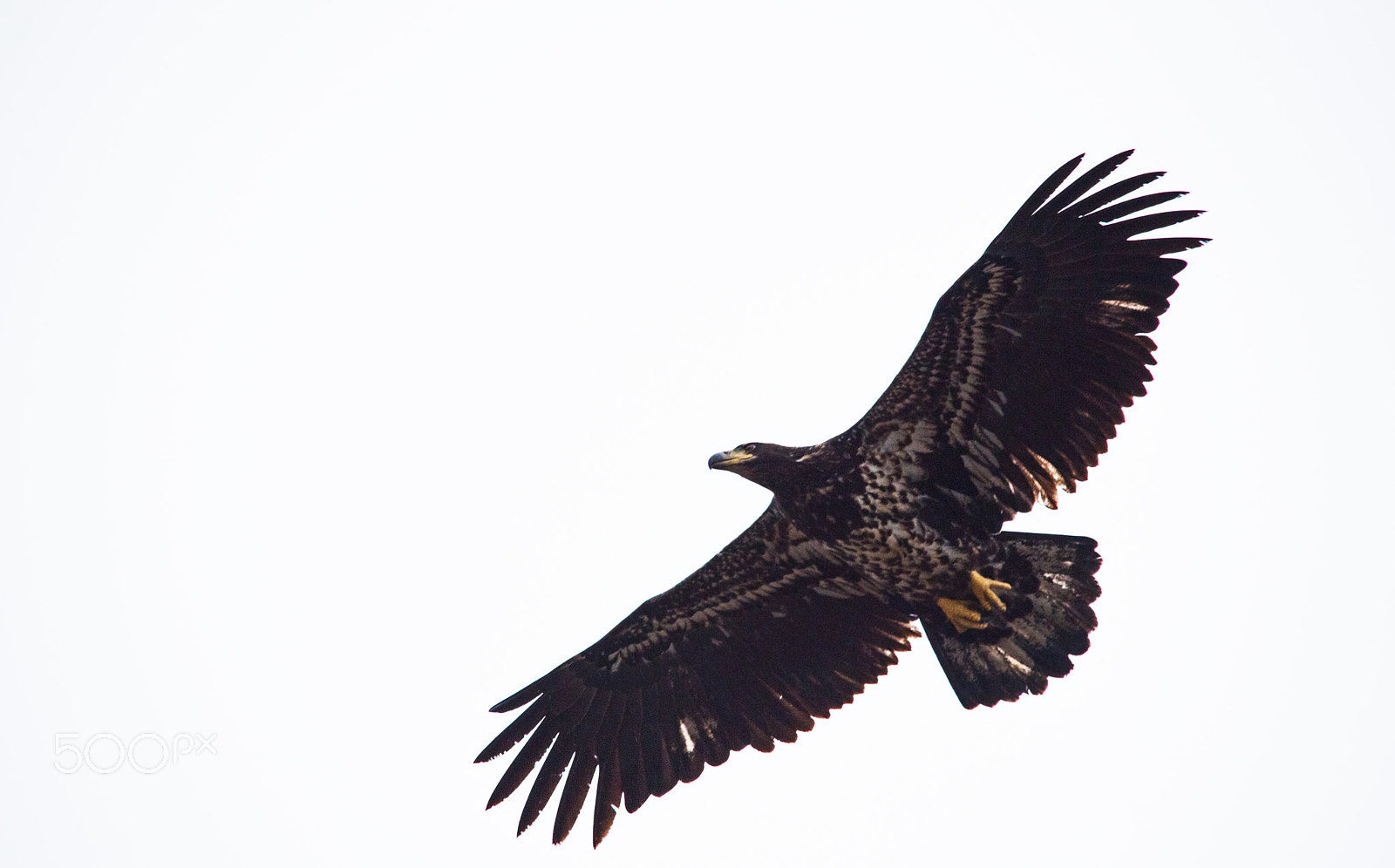 Sigma 150-500mm F5-6.3 DG OS HSM sample photo. Flying photography