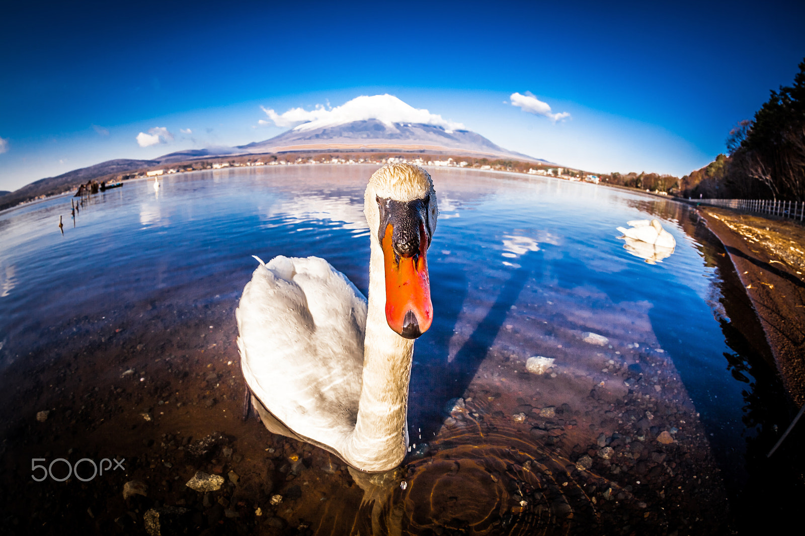 Canon EOS 5D Mark II + Canon EF 8-15mm F4L Fisheye USM sample photo. The swan and the fuji photography
