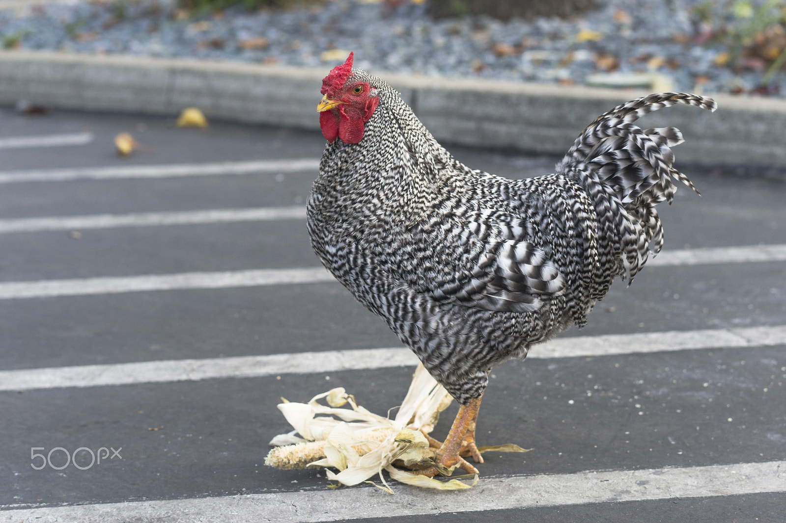 Sony a99 II sample photo. A rooster and his corn photography