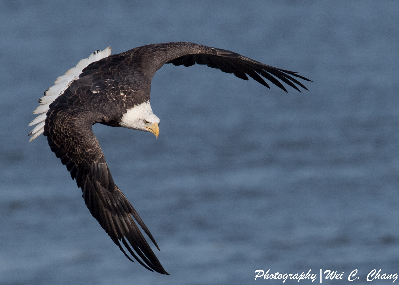 Nikon AF-S Nikkor 500mm F4E FL ED VR sample photo. Bald eagle photography