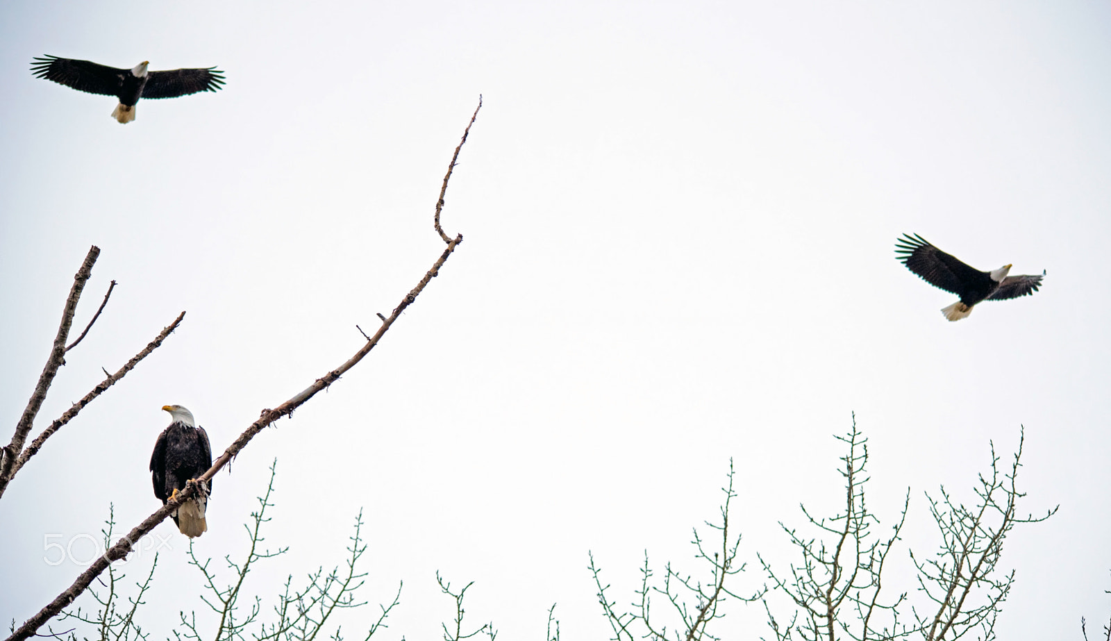 Sigma 150-500mm F5-6.3 DG OS HSM sample photo. Looking for partner photography