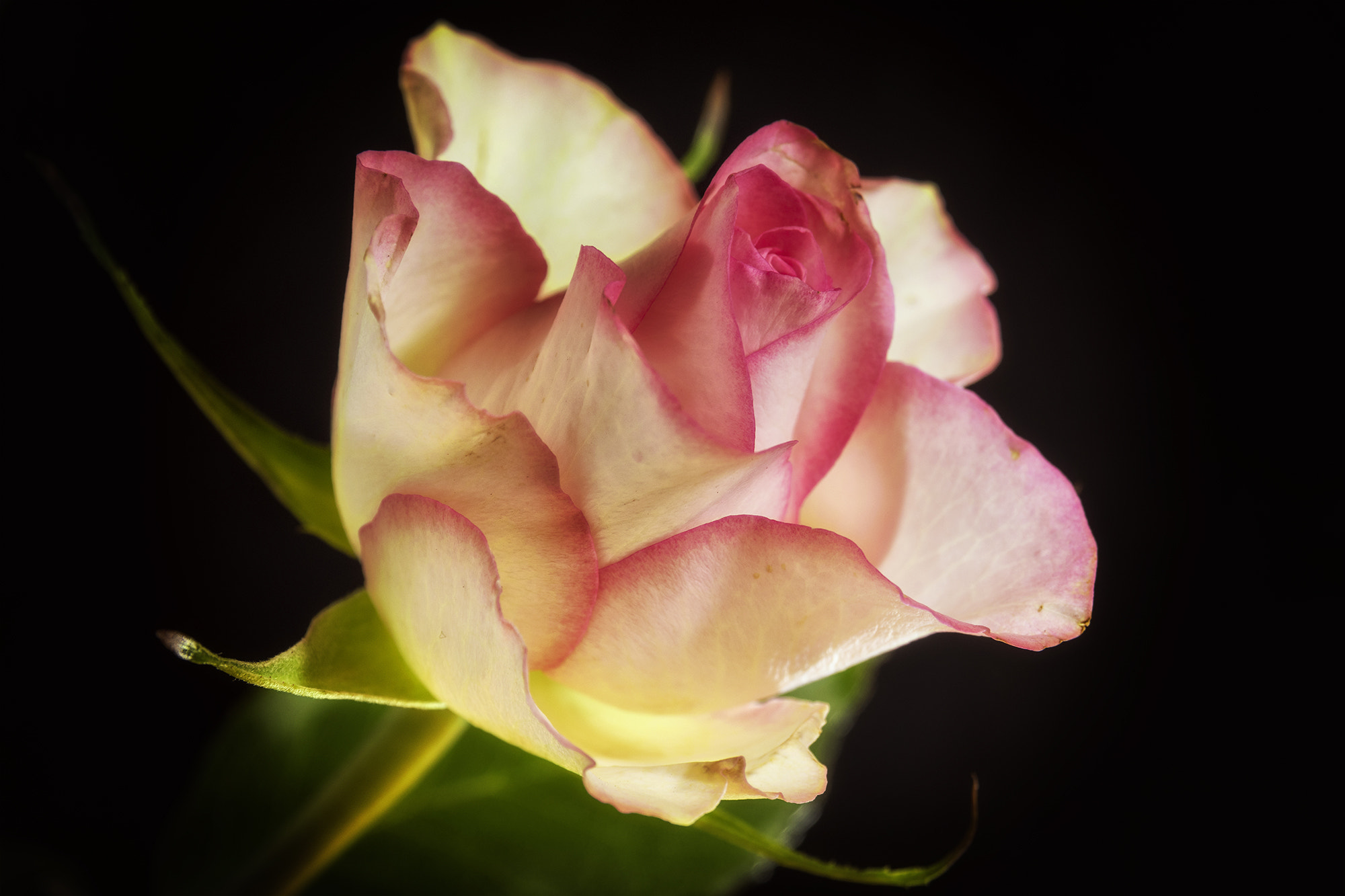 Sony SLT-A68 + Sigma 17-70mm F2.8-4.5 (D) sample photo. Glowing love flower photography