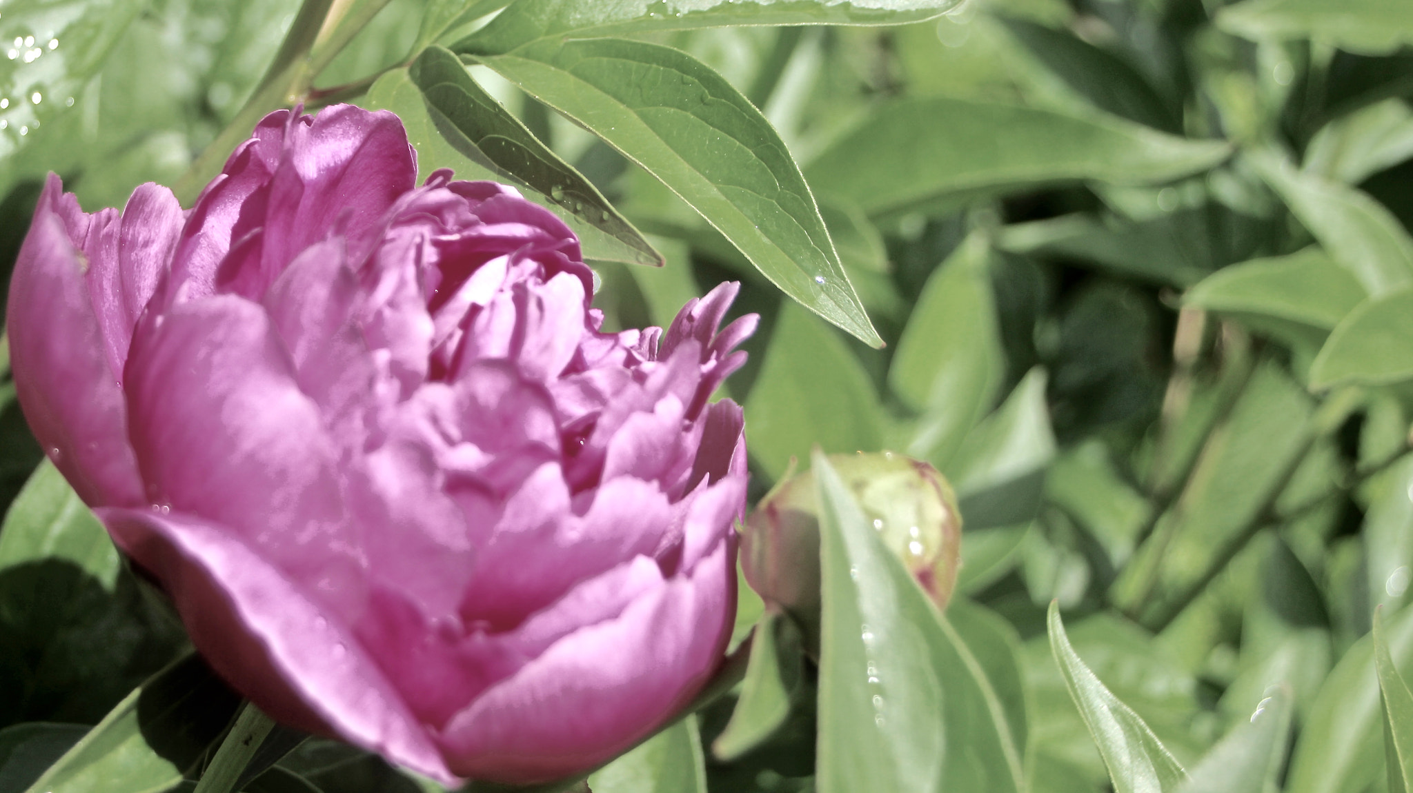Sigma 18-50mm f/3.5-5.6 DC sample photo. Peony_2281 photography