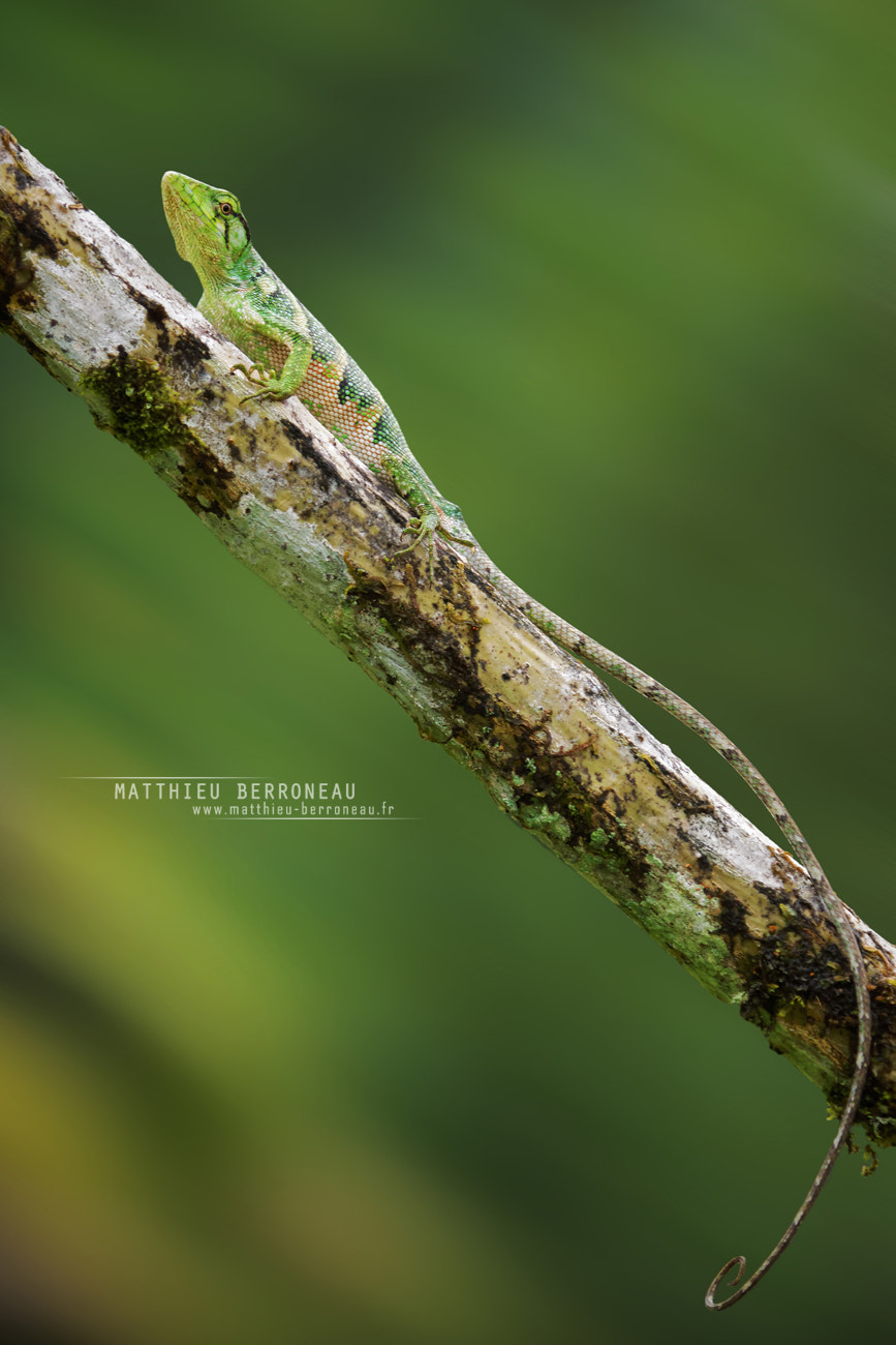 Sony SLT-A77 + Tamron SP AF 180mm F3.5 Di LD (IF) Macro sample photo. Iguana photography