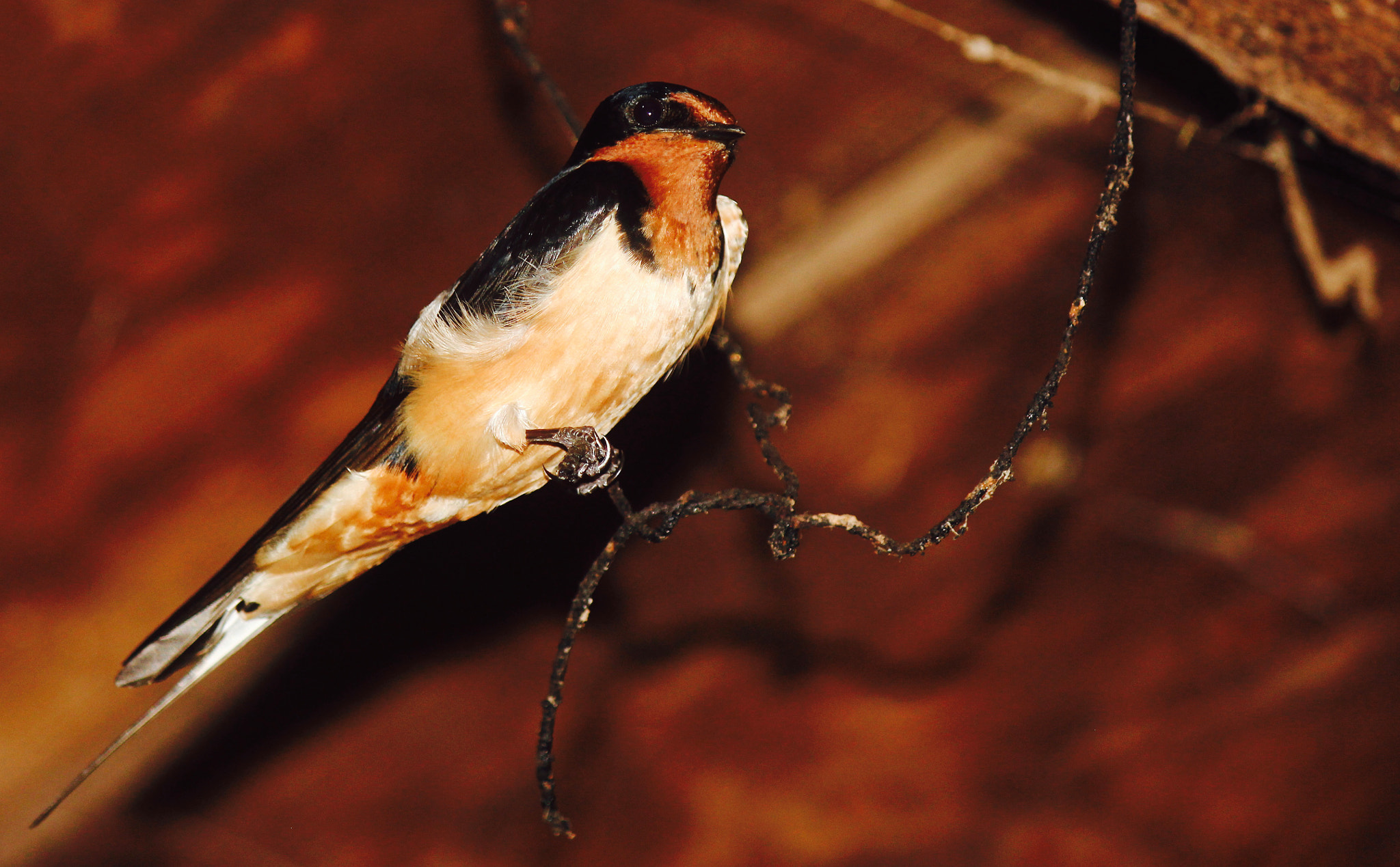 Canon EOS 550D (EOS Rebel T2i / EOS Kiss X4) sample photo. Barn swallow_2558 photography