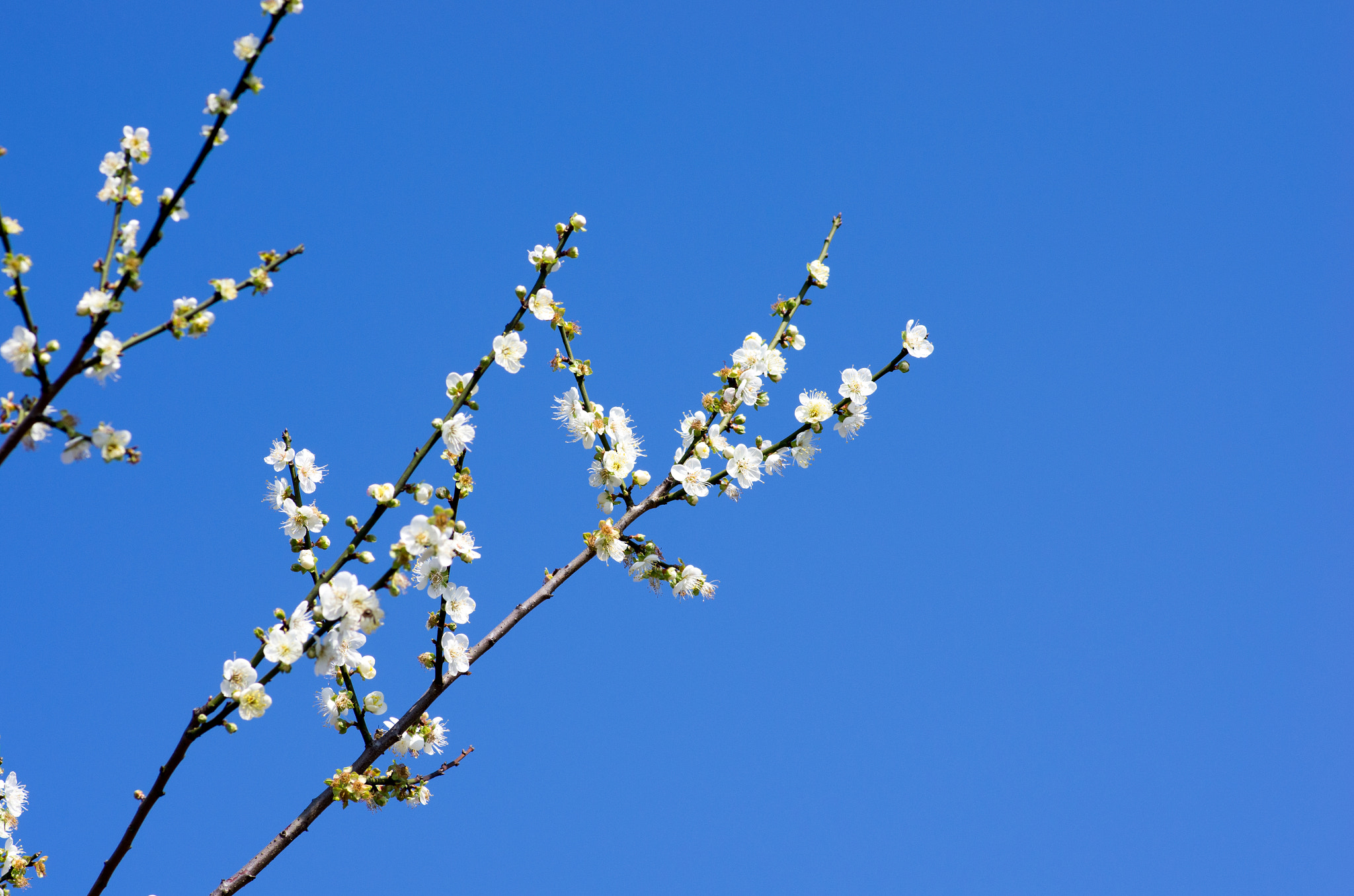 Pentax smc D-FA 100mm F2.8 Macro WR sample photo
