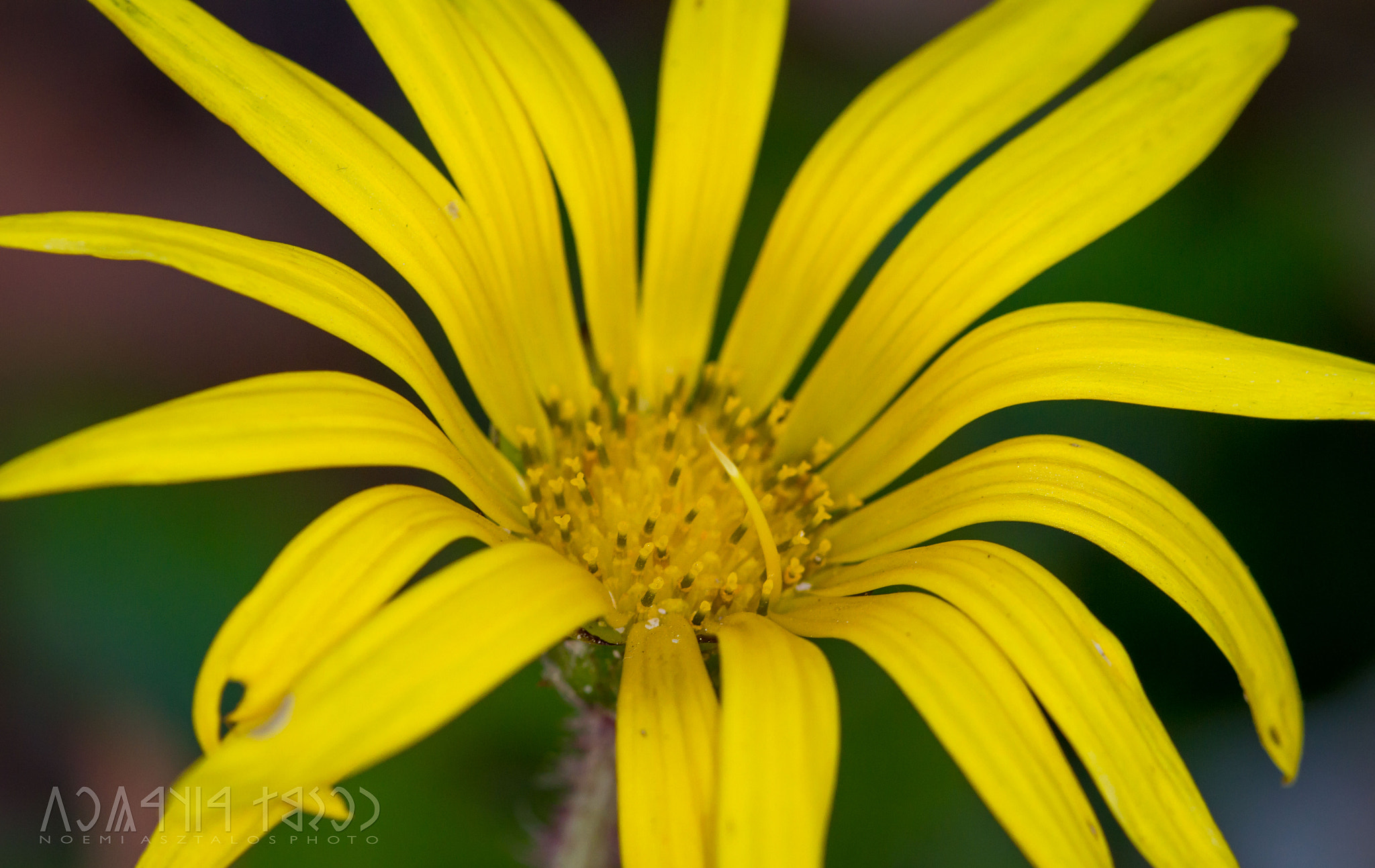 Canon EF 180mm F3.5L Macro USM sample photo. Yellow flame photography