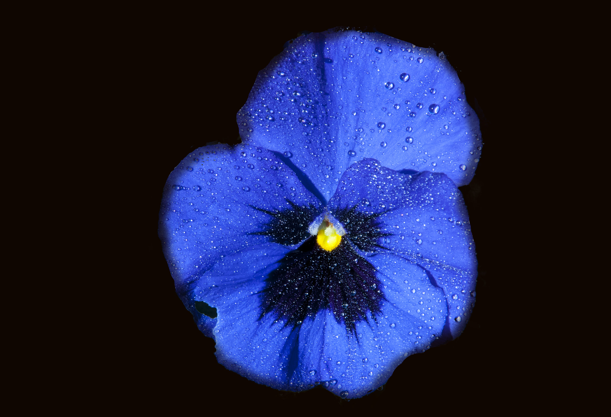 Nikon D300 sample photo. Flower photography