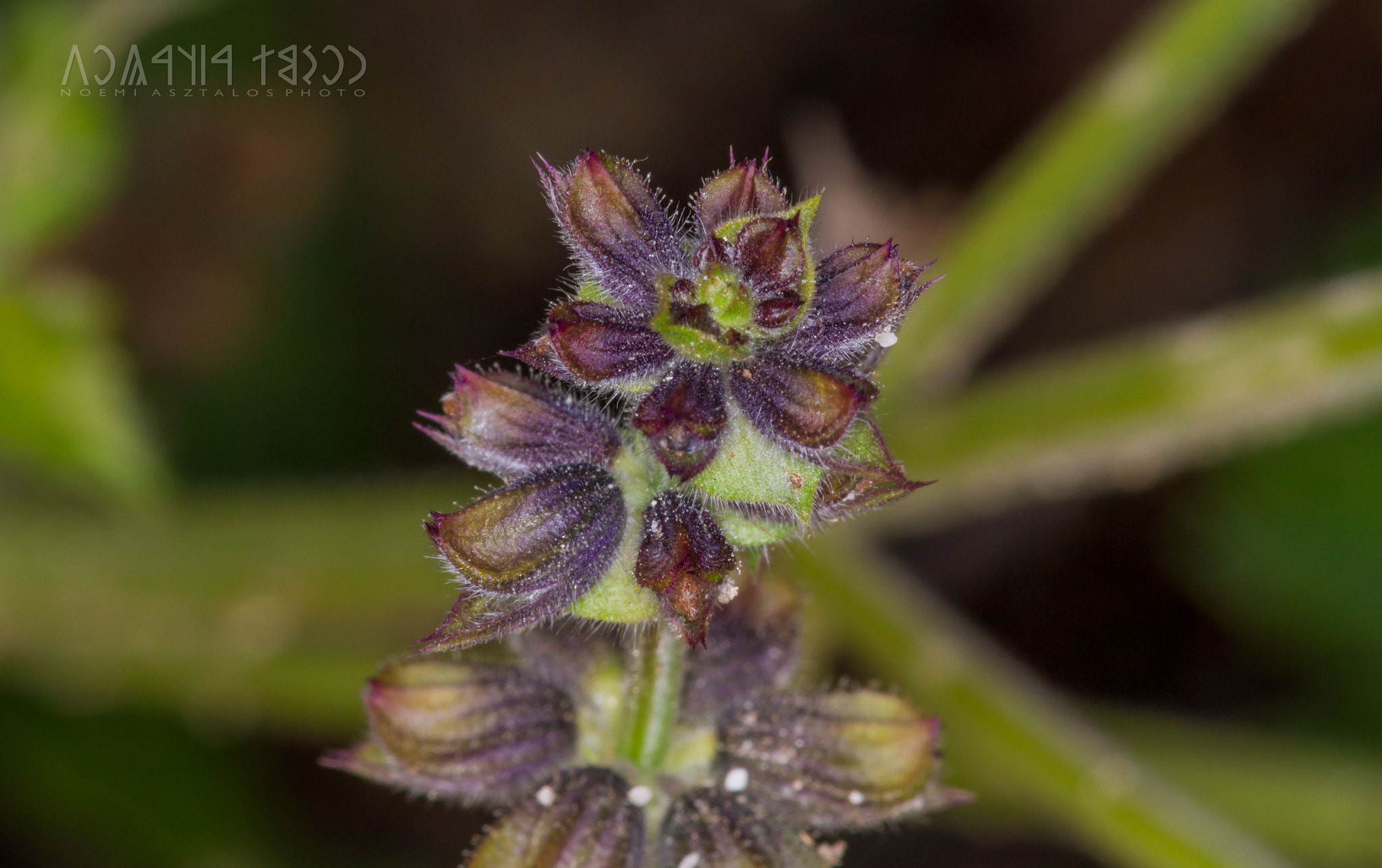 Canon EF 180mm F3.5L Macro USM sample photo. Hiding in shadows photography