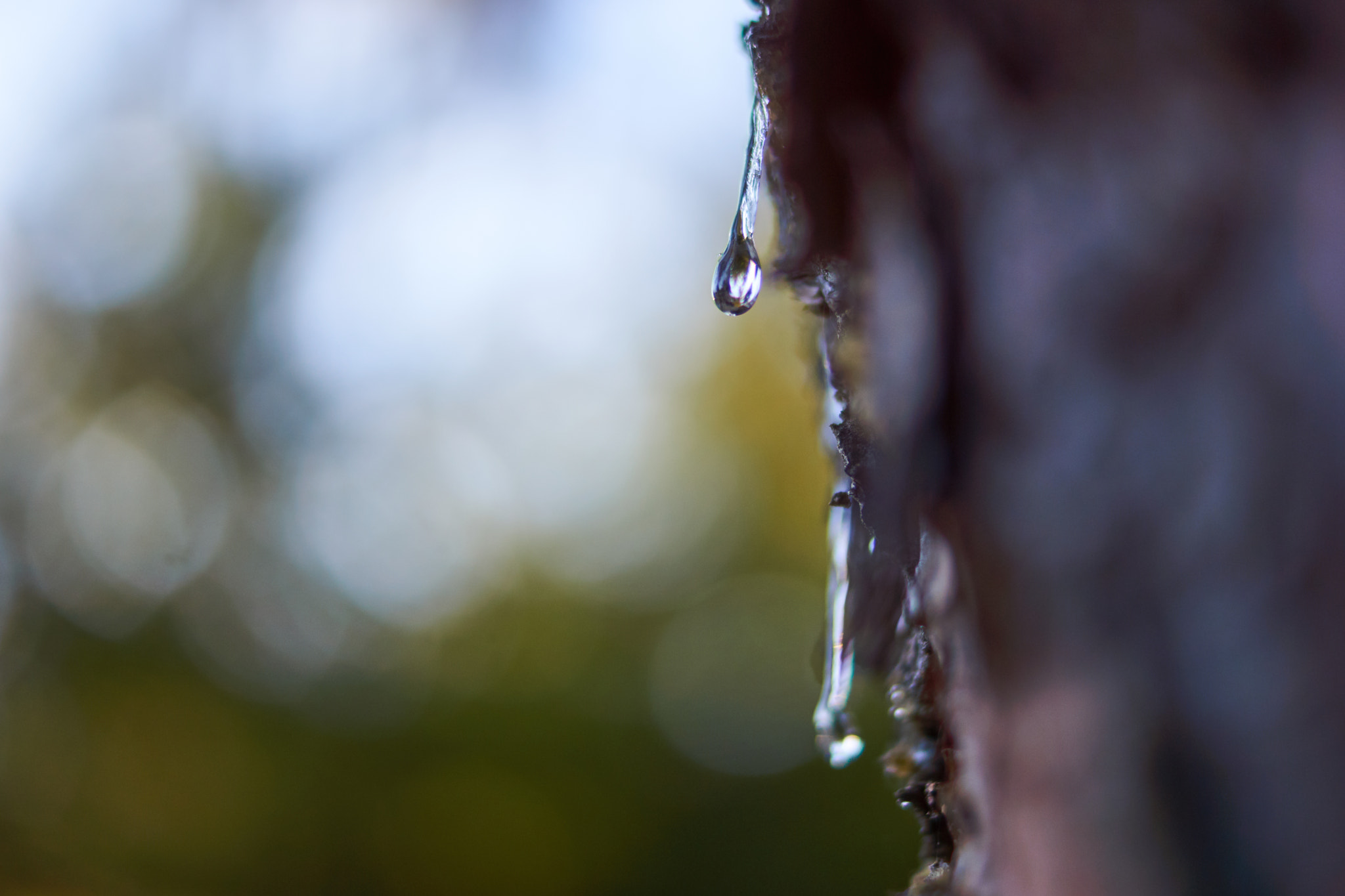 Sony SLT-A77 sample photo. Tree drops photography