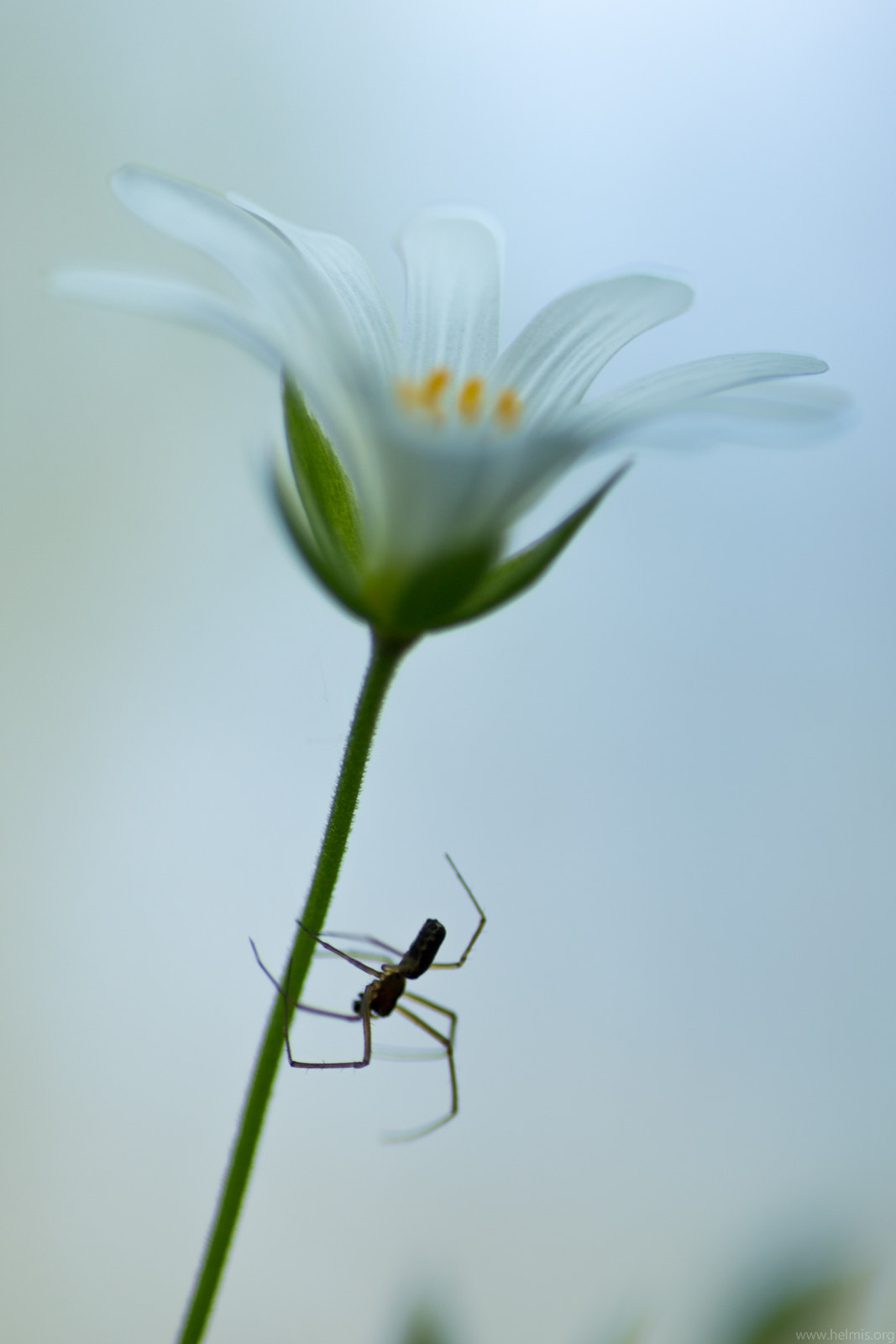 Canon EOS 6D + Tamron SP AF 90mm F2.8 Di Macro sample photo. Spinnentier photography