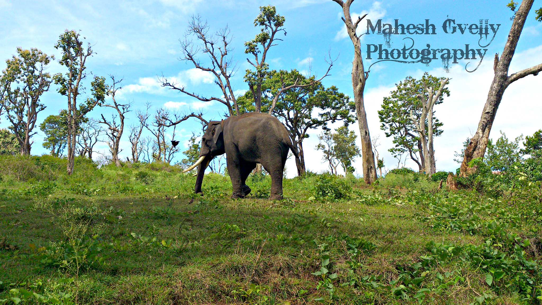 Sony Ericsson Xperia S sample photo. Elephant - legend of the forest photography