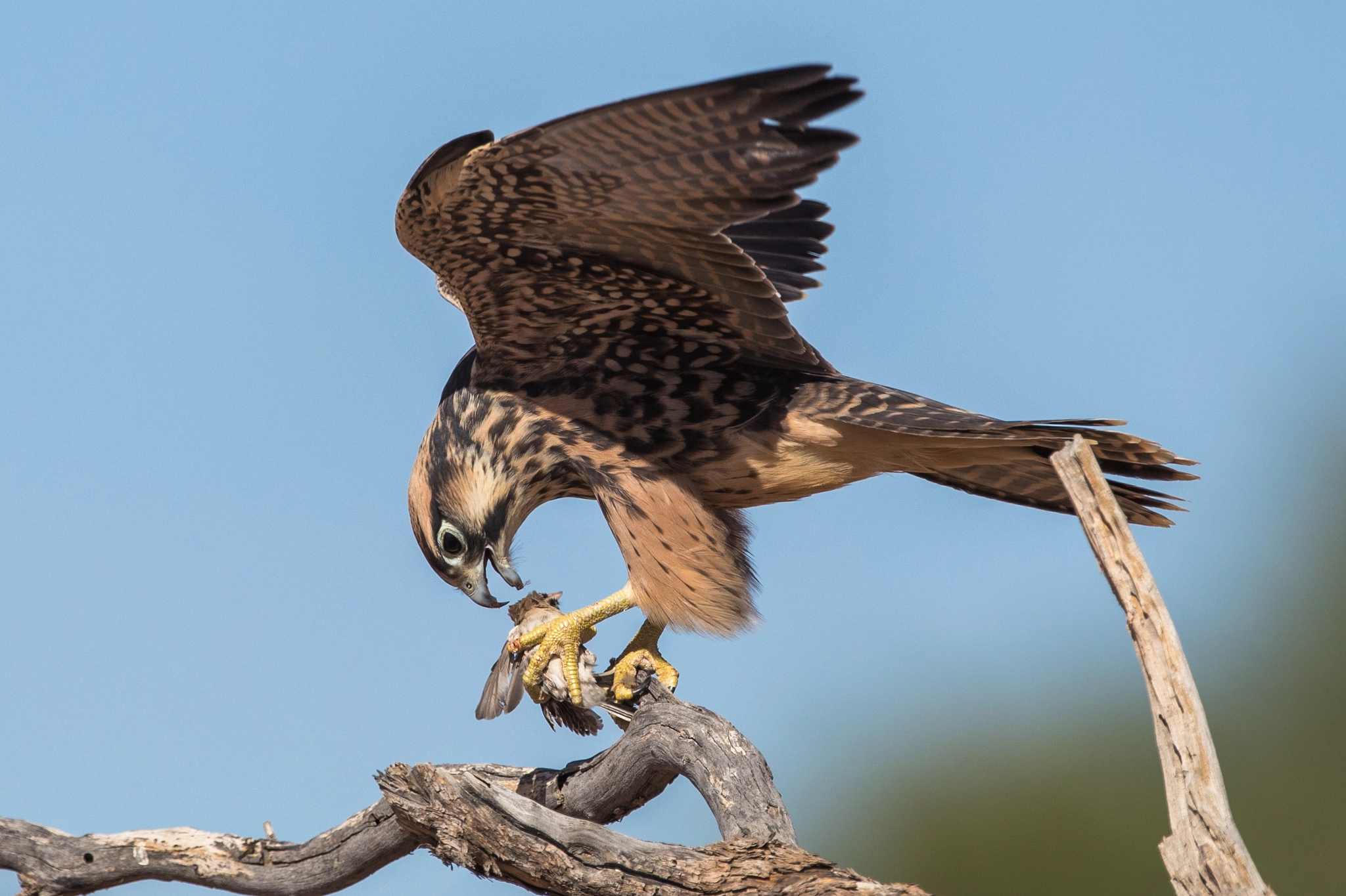 Canon EF 400mm F2.8L IS USM sample photo. Lanner falcon with prey photography