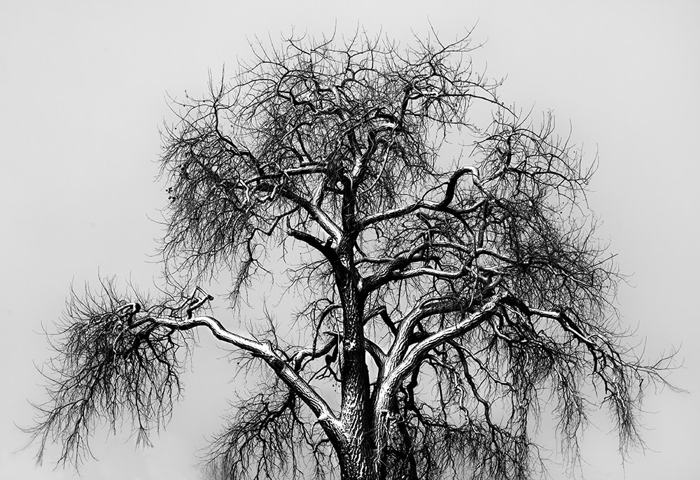 Canon EOS 5D + Canon EF 16-35mm F2.8L USM sample photo. Old cottonwood in snowstorm photography