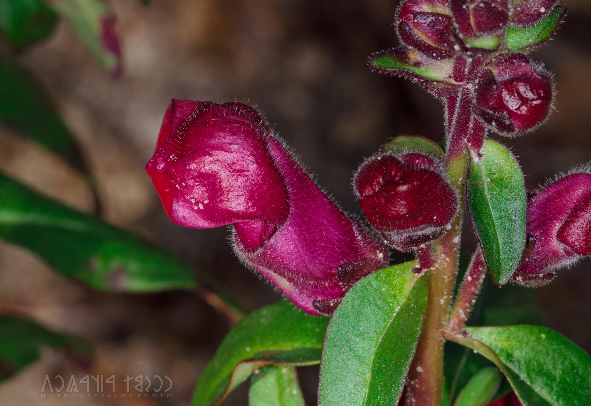 Canon EF 180mm F3.5L Macro USM sample photo. Antirrhinum majus photography