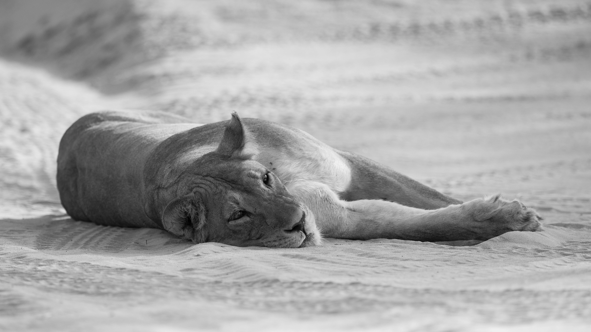 Canon EF 400mm F2.8L IS USM sample photo. Kgalagadi lioness photography