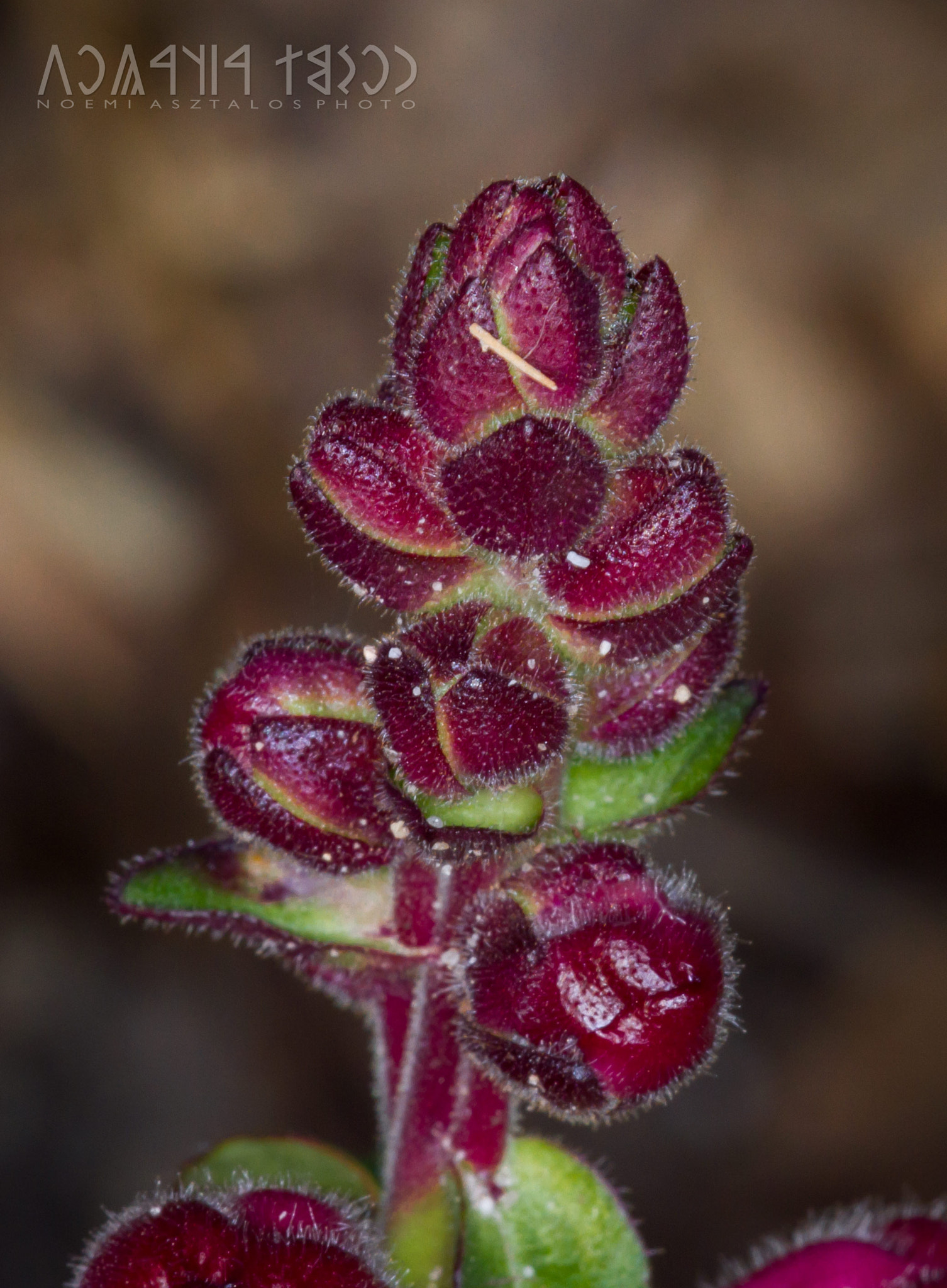 Canon EF 180mm F3.5L Macro USM sample photo. Antirrhinum majus photography