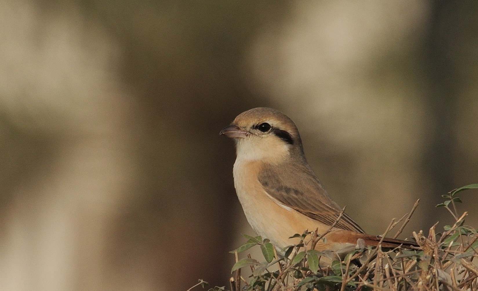 Pentax K-3 sample photo