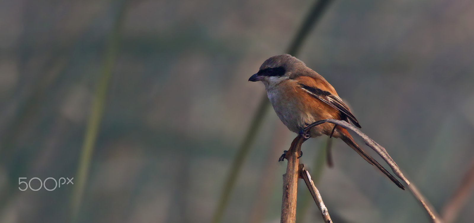 Canon EOS 60D sample photo. Red-backed shrike photography