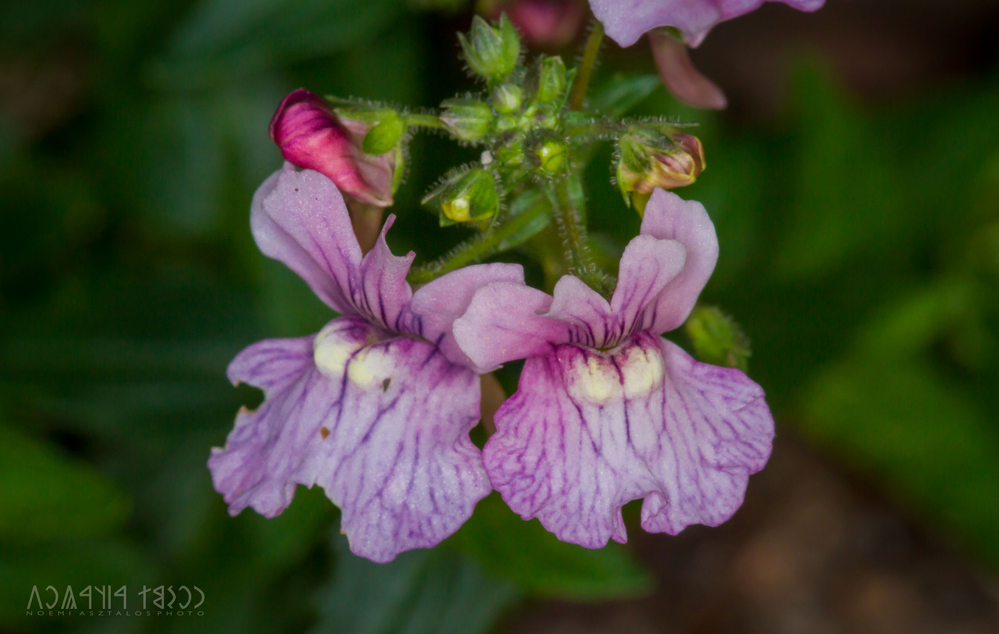 Canon EF 180mm F3.5L Macro USM sample photo. Antirrhinum majus photography