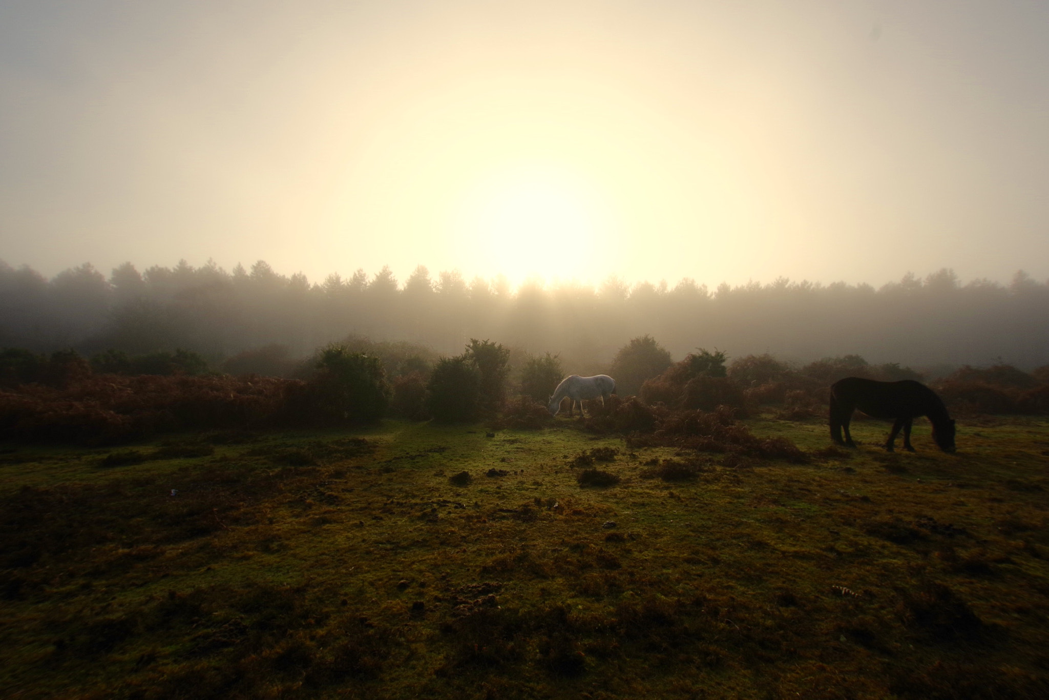 Pentax K-70 sample photo. In the fog. photography