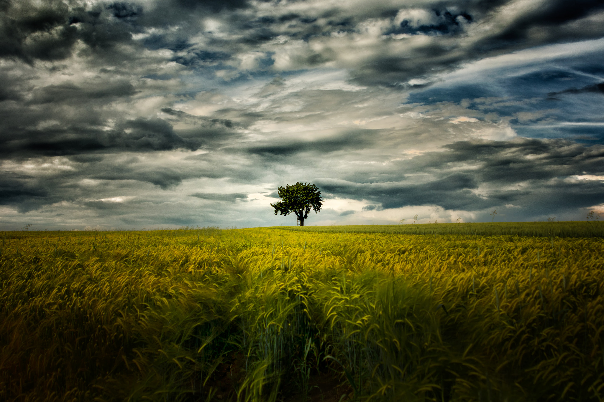 AF Zoom-Nikkor 24-120mm f/3.5-5.6D IF sample photo. My favorite tree photography