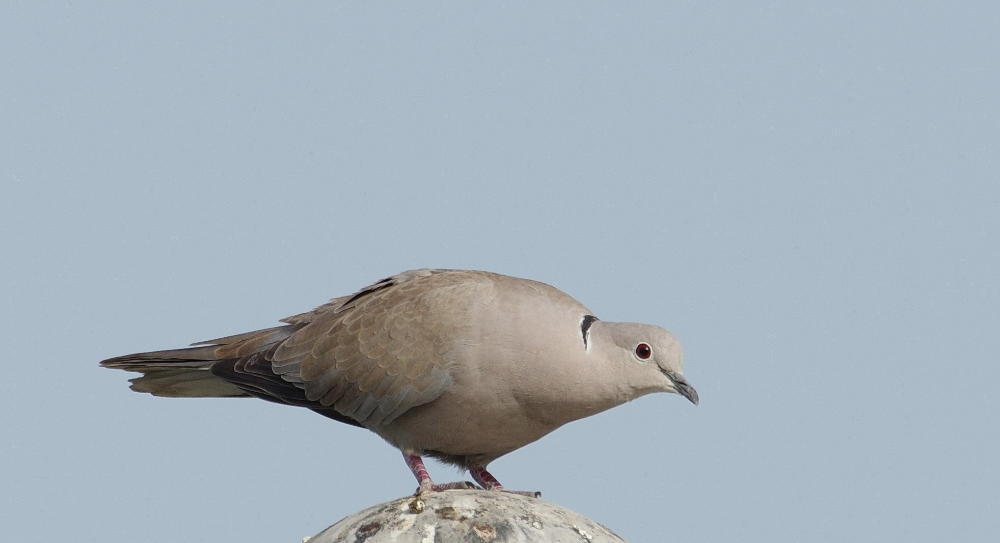 smc PENTAX-F* 300mm F4.5 ED[IF] sample photo. Untitled photography