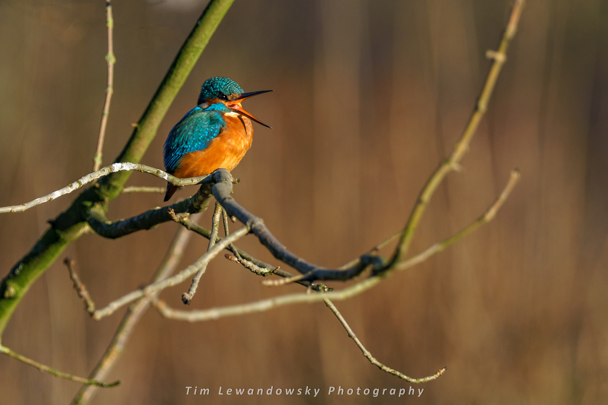 Sony a7 II + Sony 70-400mm F4-5.6 G SSM sample photo. Kingfisher  -  eisvogel  photography