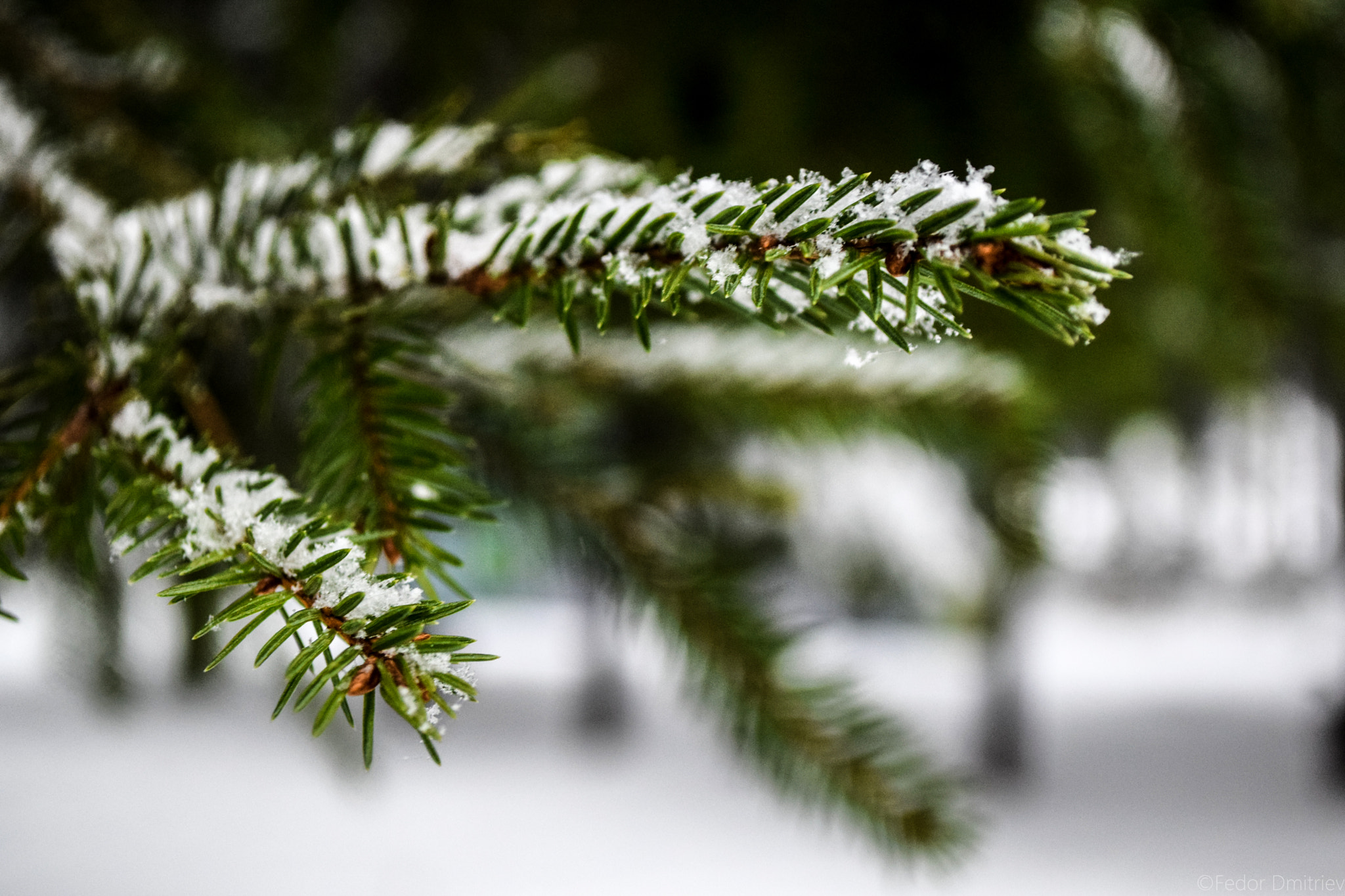 Nikon D3300 sample photo. Snowy spruce photography