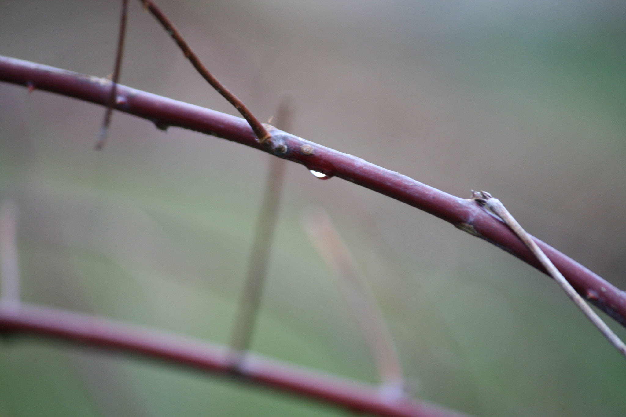 Canon EF-S 55-250mm F4-5.6 IS sample photo. A lone drop photography