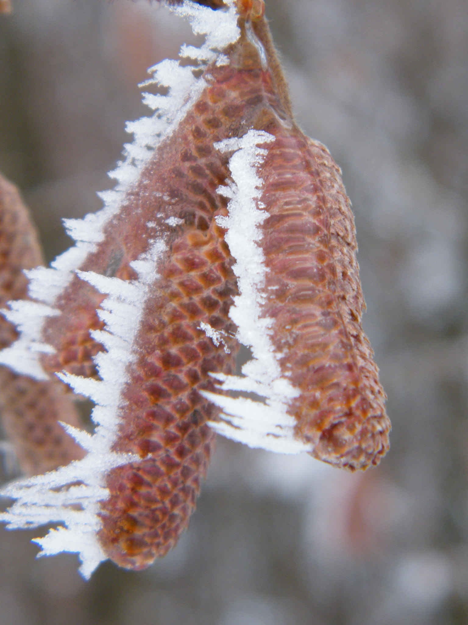 Fujifilm FinePix S2000HD sample photo. Frozen photography