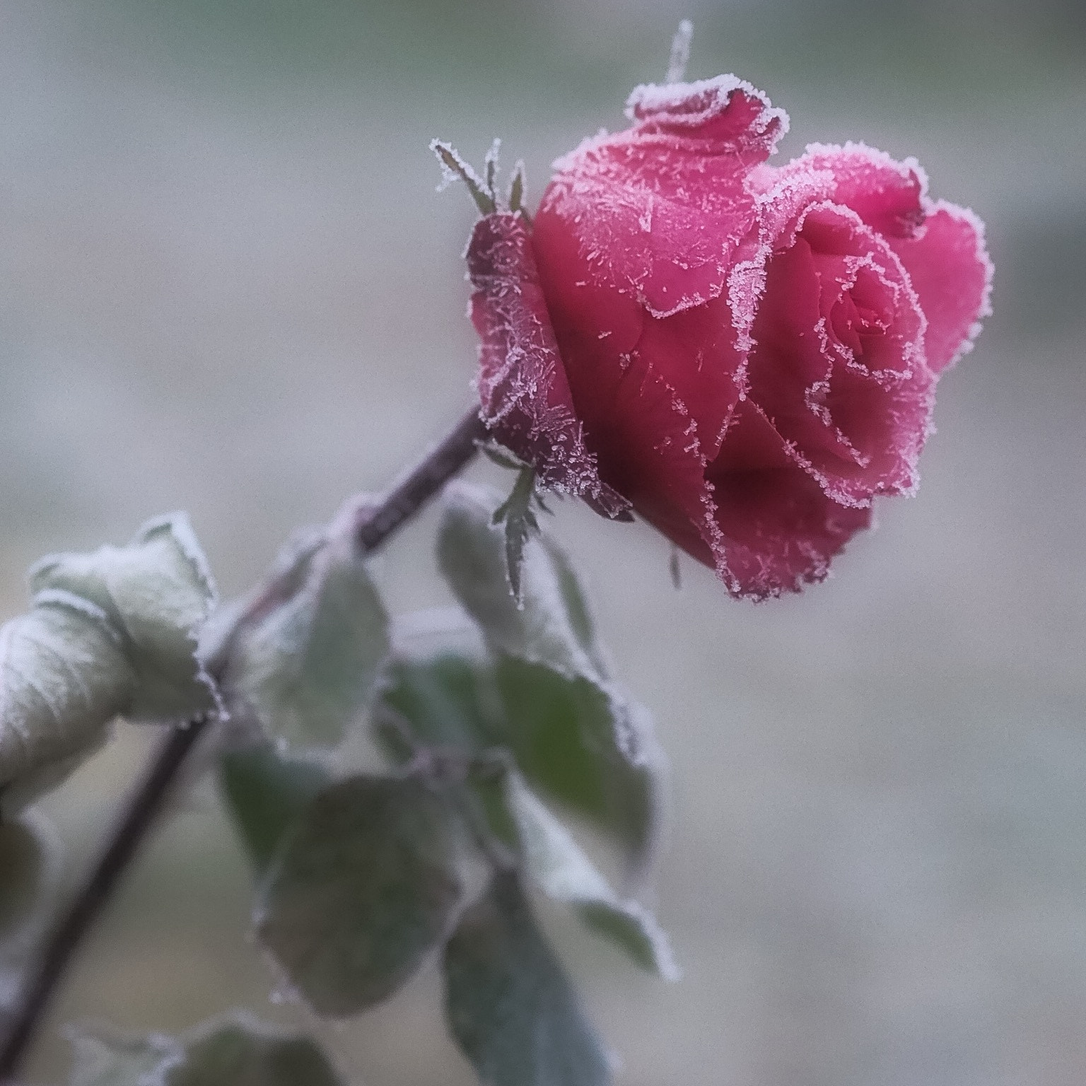 Olympus PEN E-PL7 + Olympus M.Zuiko Digital ED 75mm F1.8 sample photo. Frozen rose photography