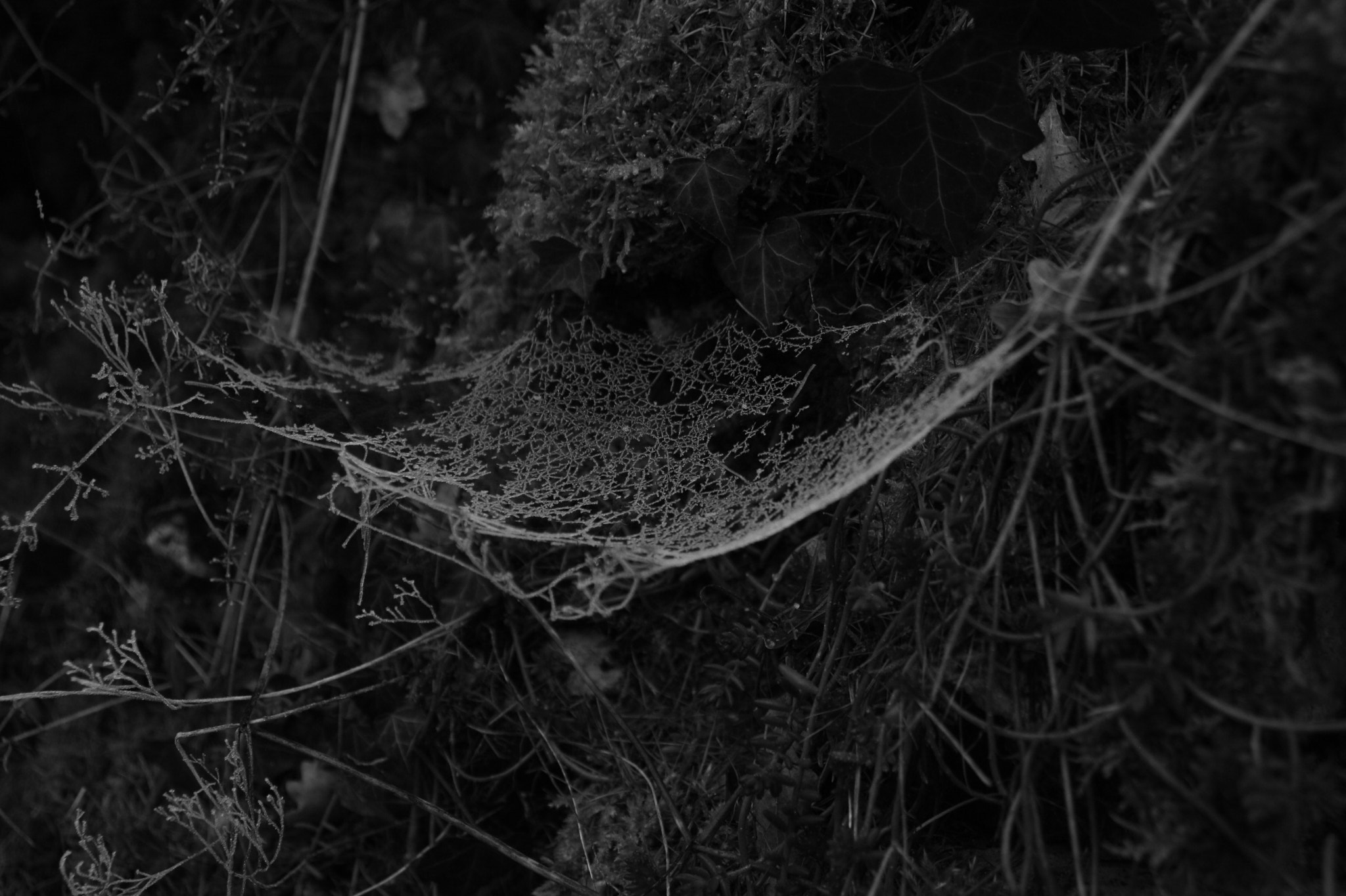 Canon EOS 1000D (EOS Digital Rebel XS / EOS Kiss F) sample photo. Frozen weaving photography