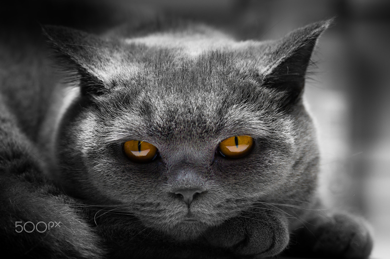 Sigma 105mm F2.8 EX DG OS HSM sample photo. Cat photography