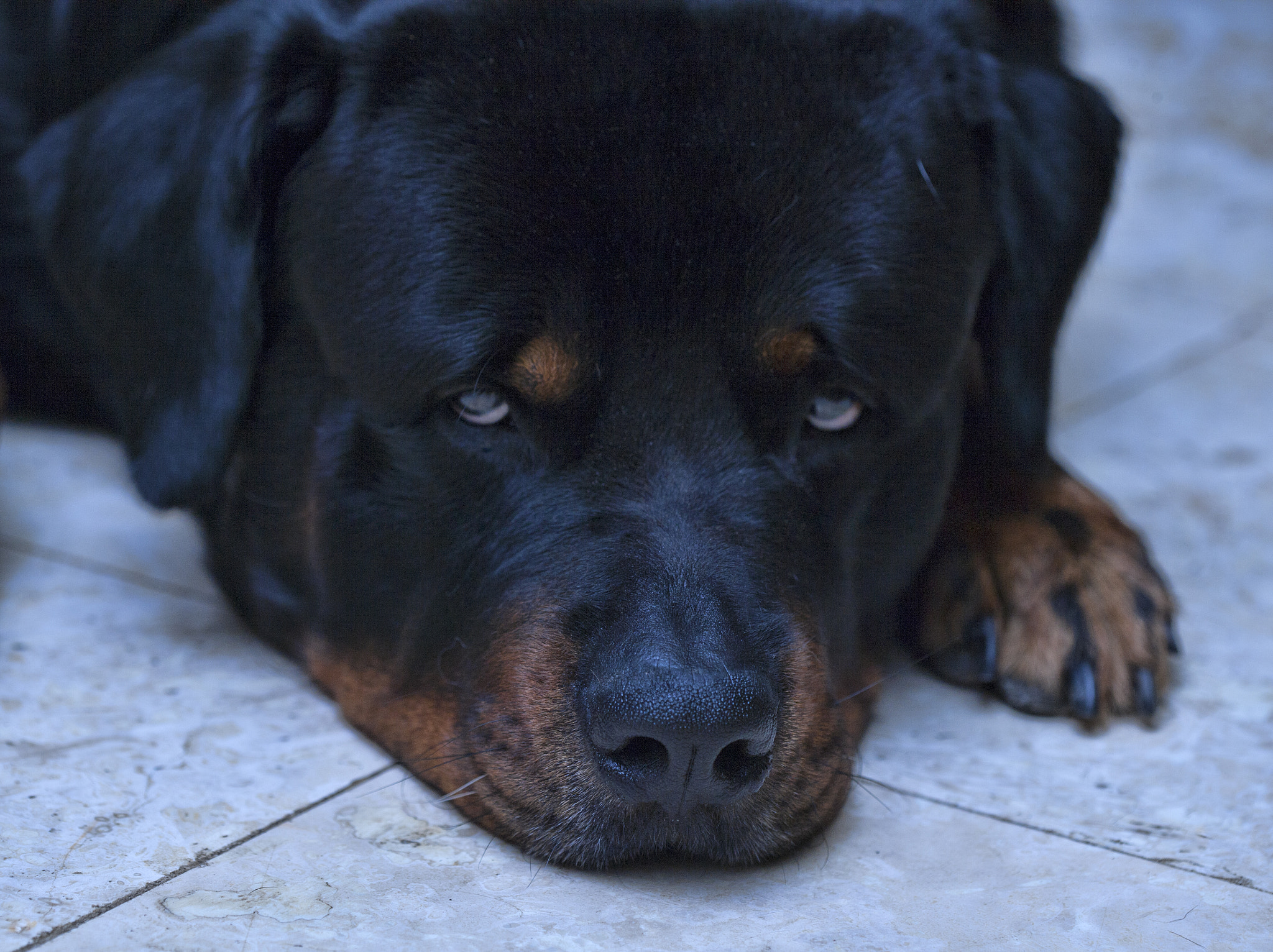 Canon EF 100mm F2.8 Macro USM sample photo. Intimidating photography