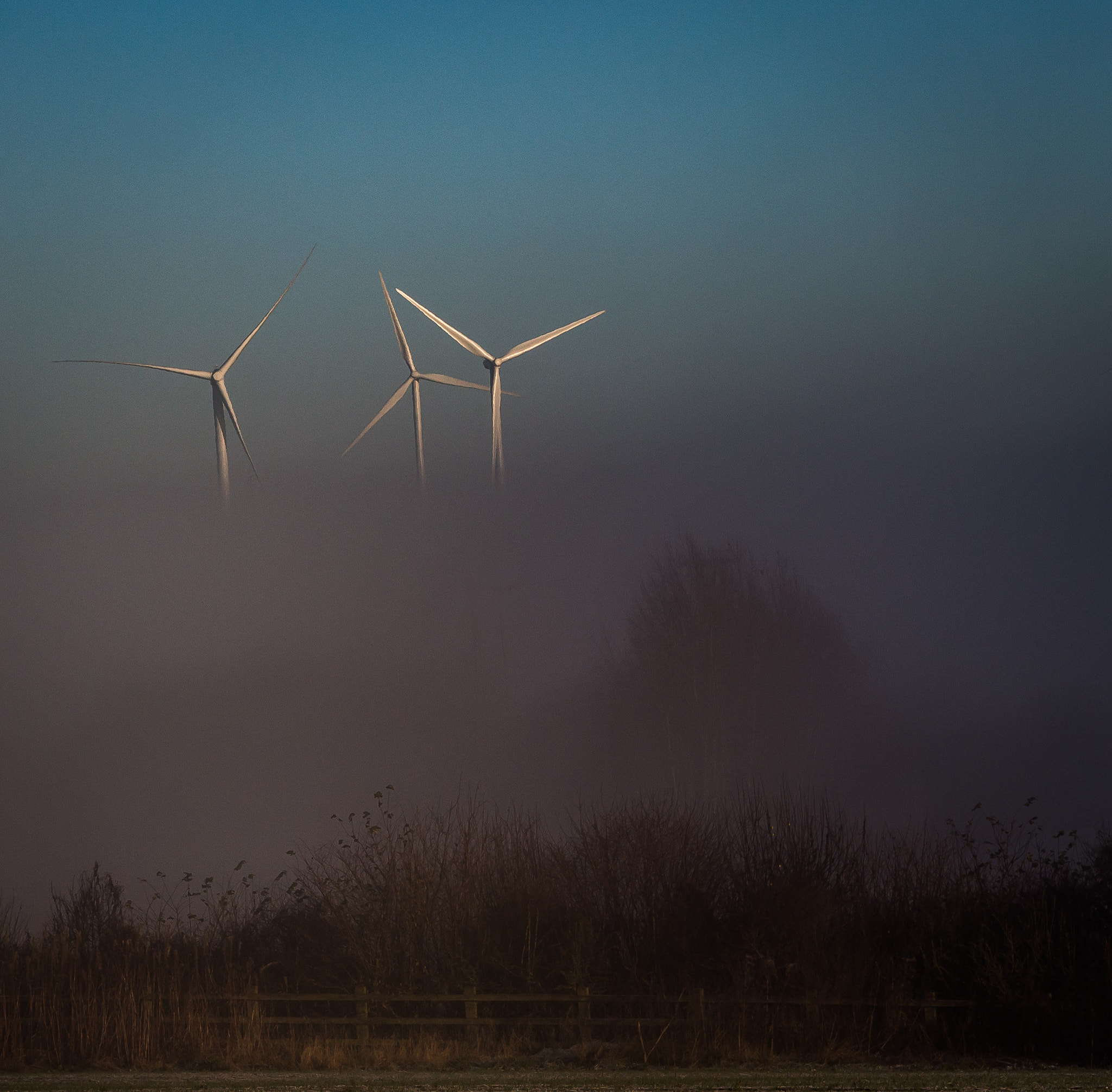 Canon EOS 700D (EOS Rebel T5i / EOS Kiss X7i) + Canon EF 400mm f/2.8L sample photo. Rising from the fog photography